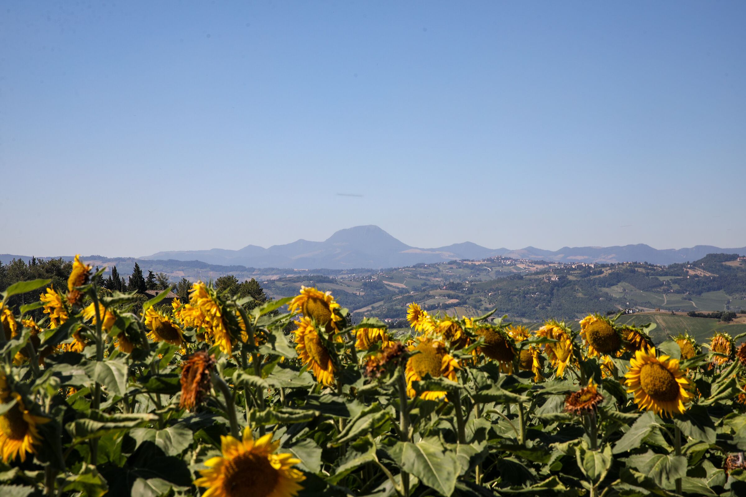 Sunflowers and San Near