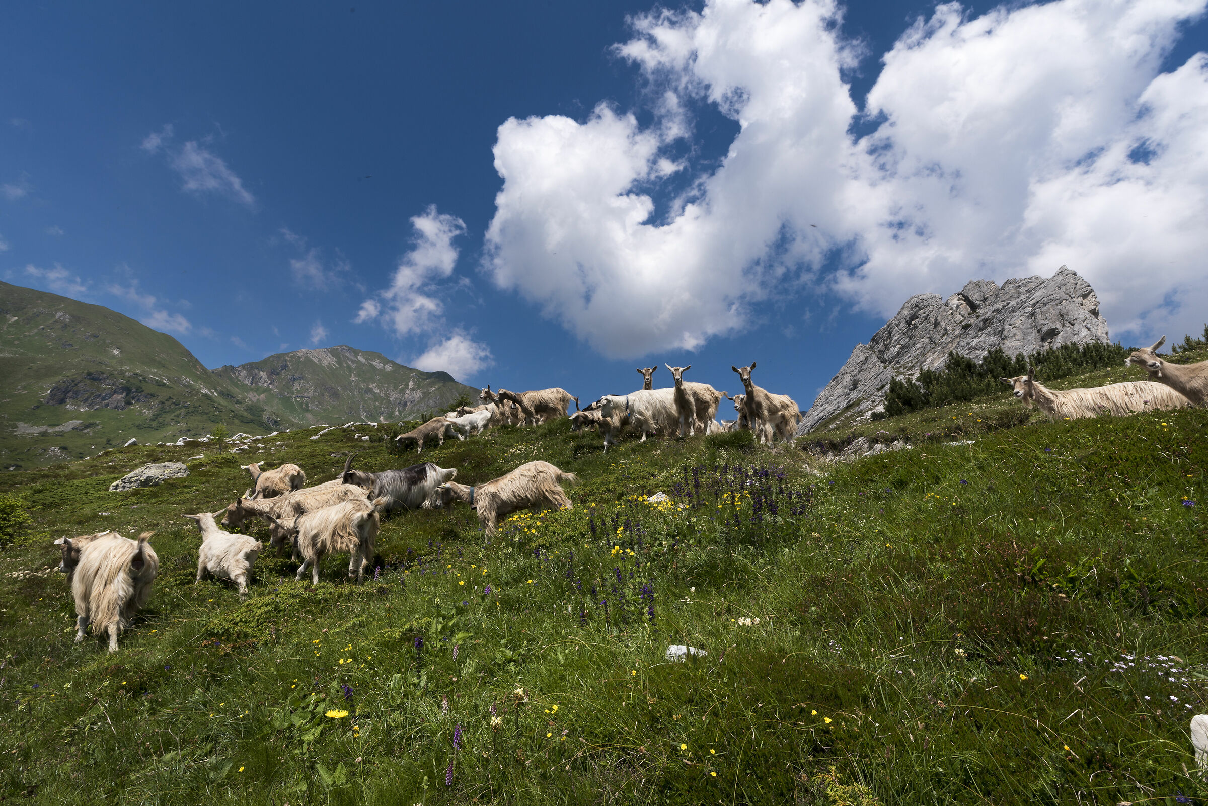 Goats make you hello