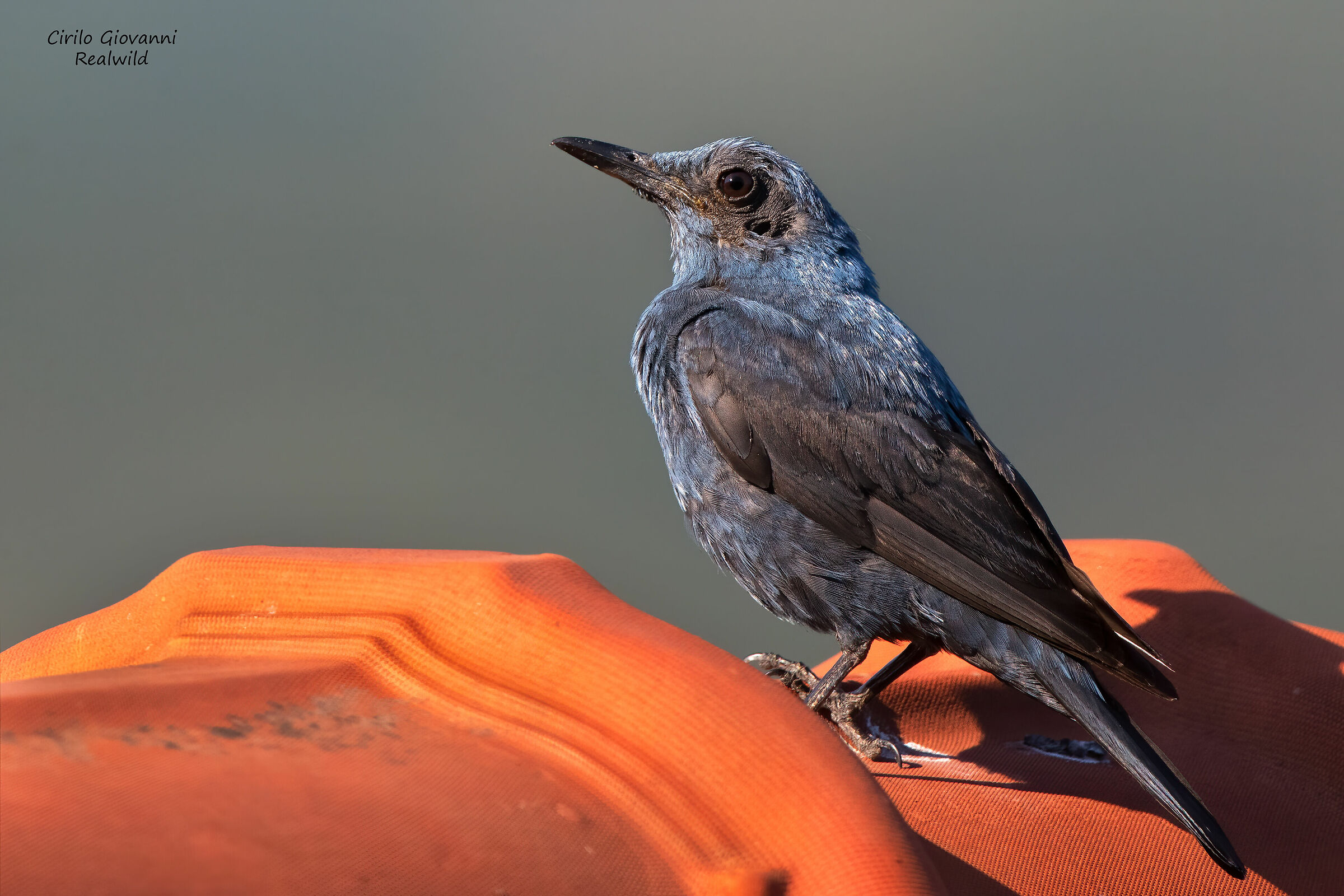 Passero solitario maschio