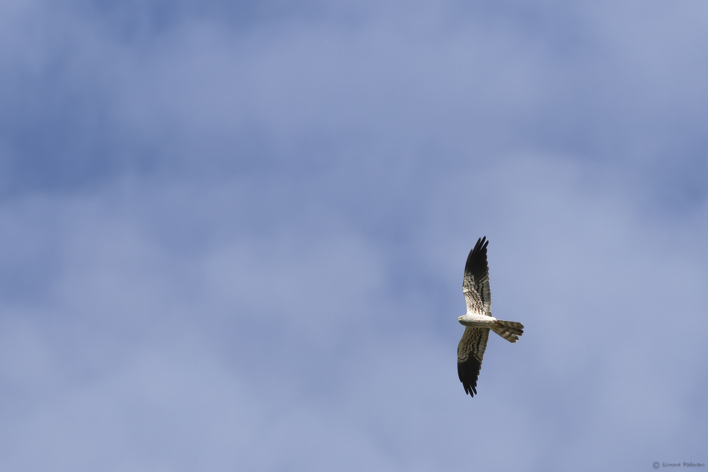 Albanella Minore maschio