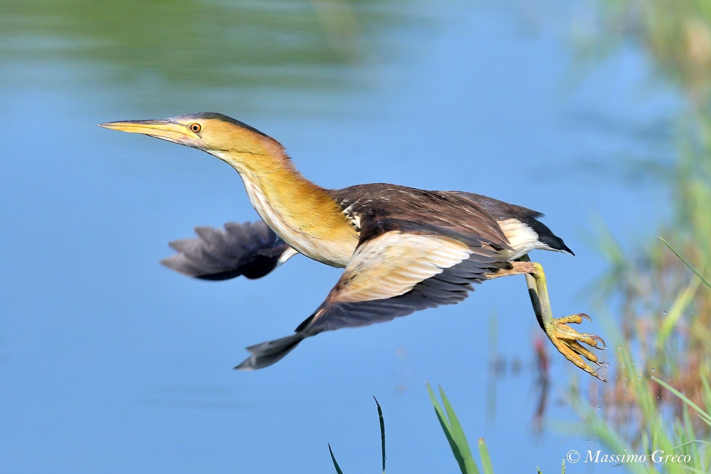 Tarabusino (Ixobrychus minutus)