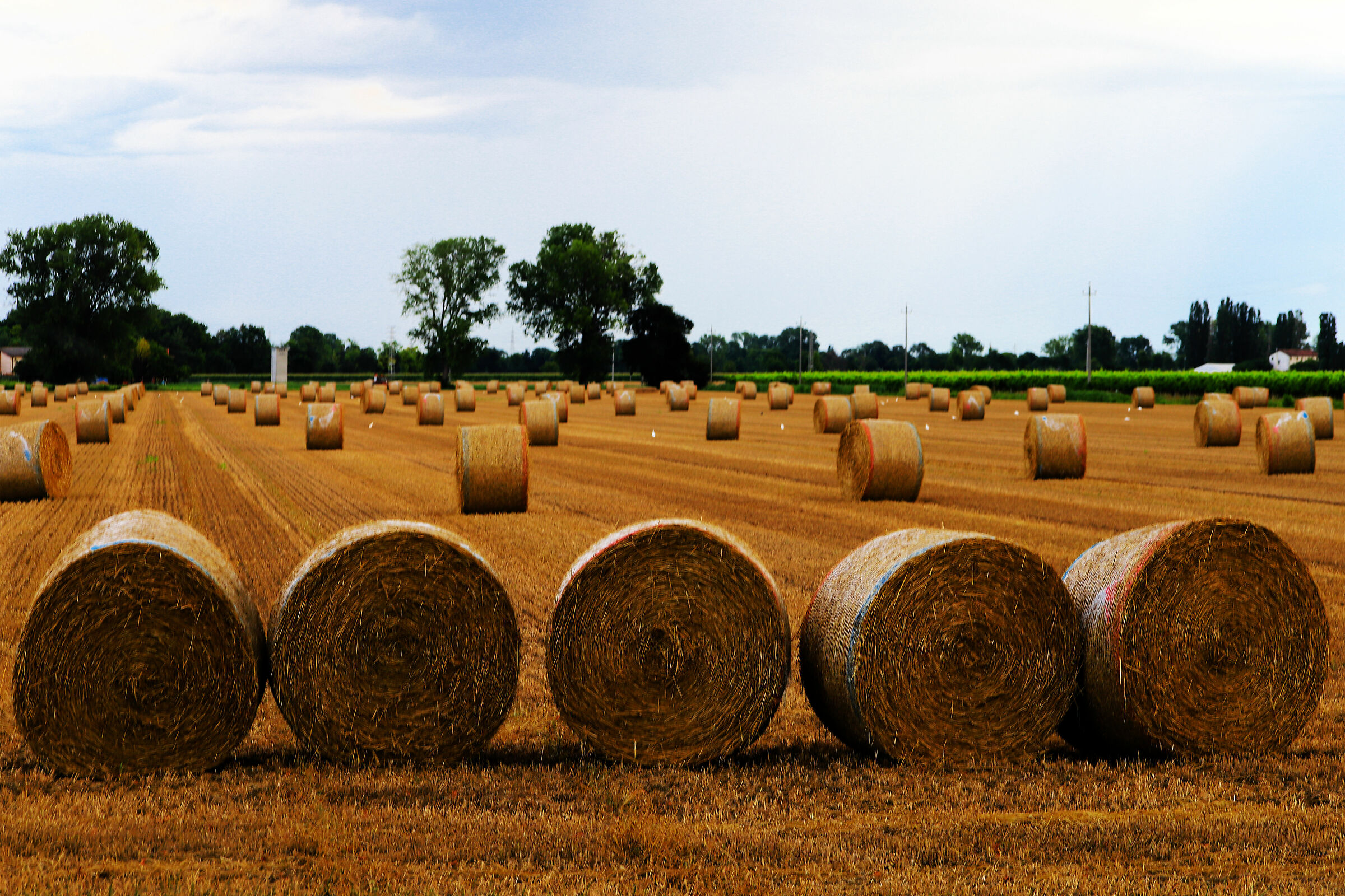 Roroballe di sbarramento