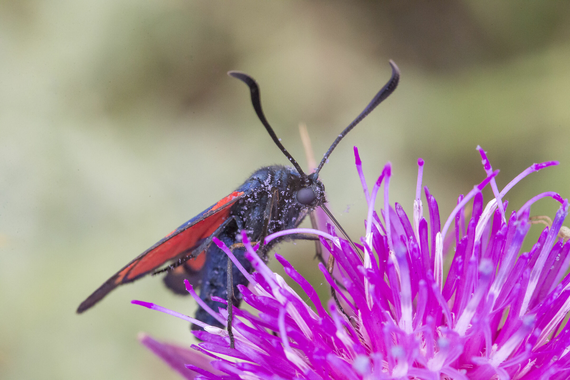 On the Thistle Flower