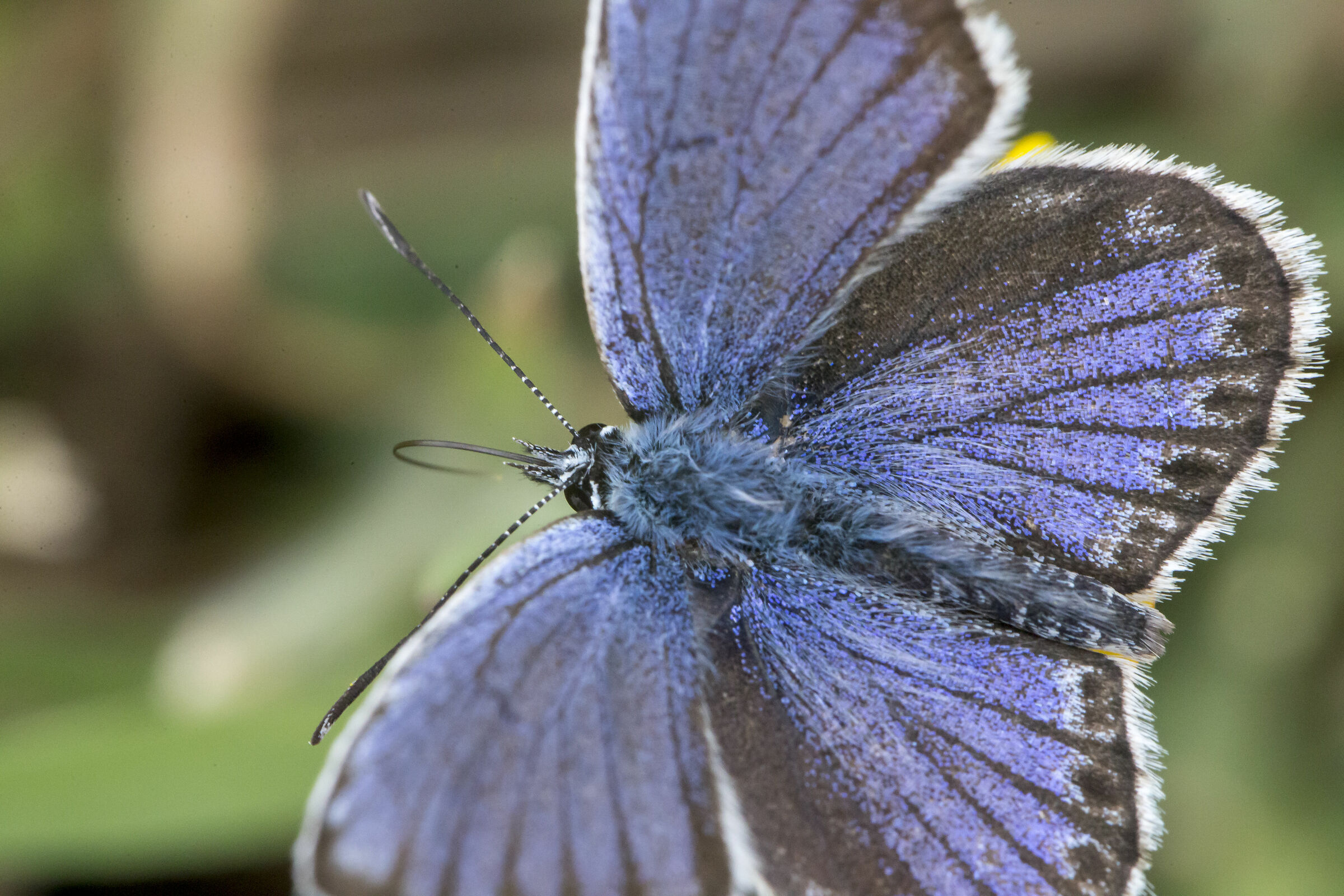Blue Butterfly