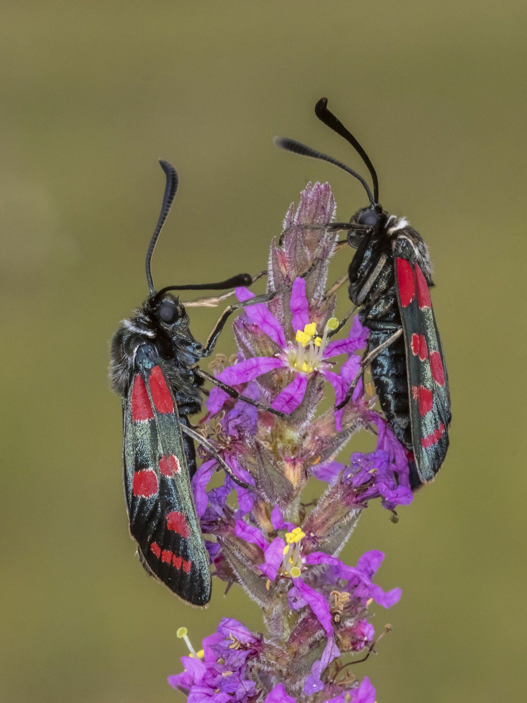 Zygaena carniolica