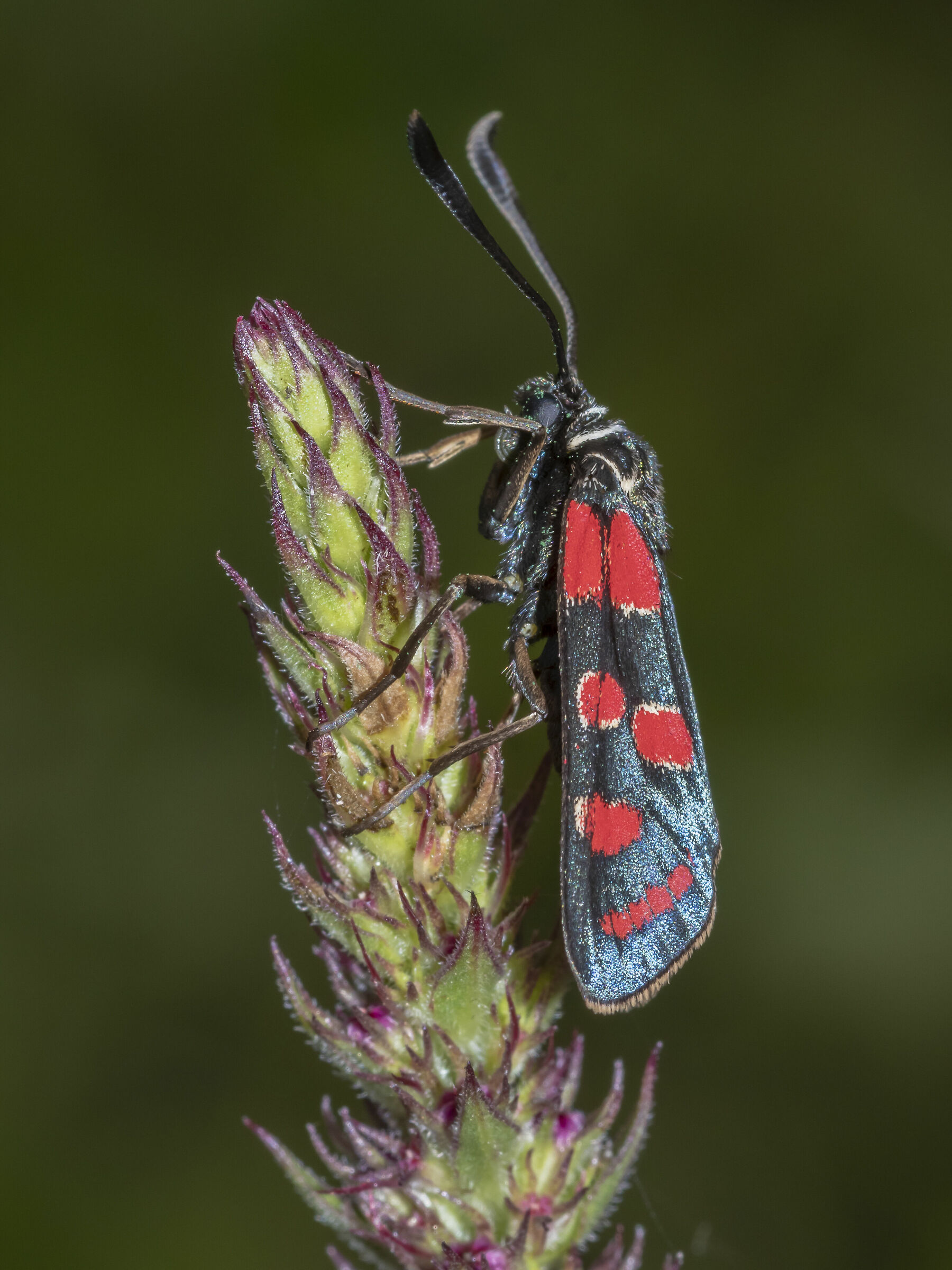 Zygaena carniolica