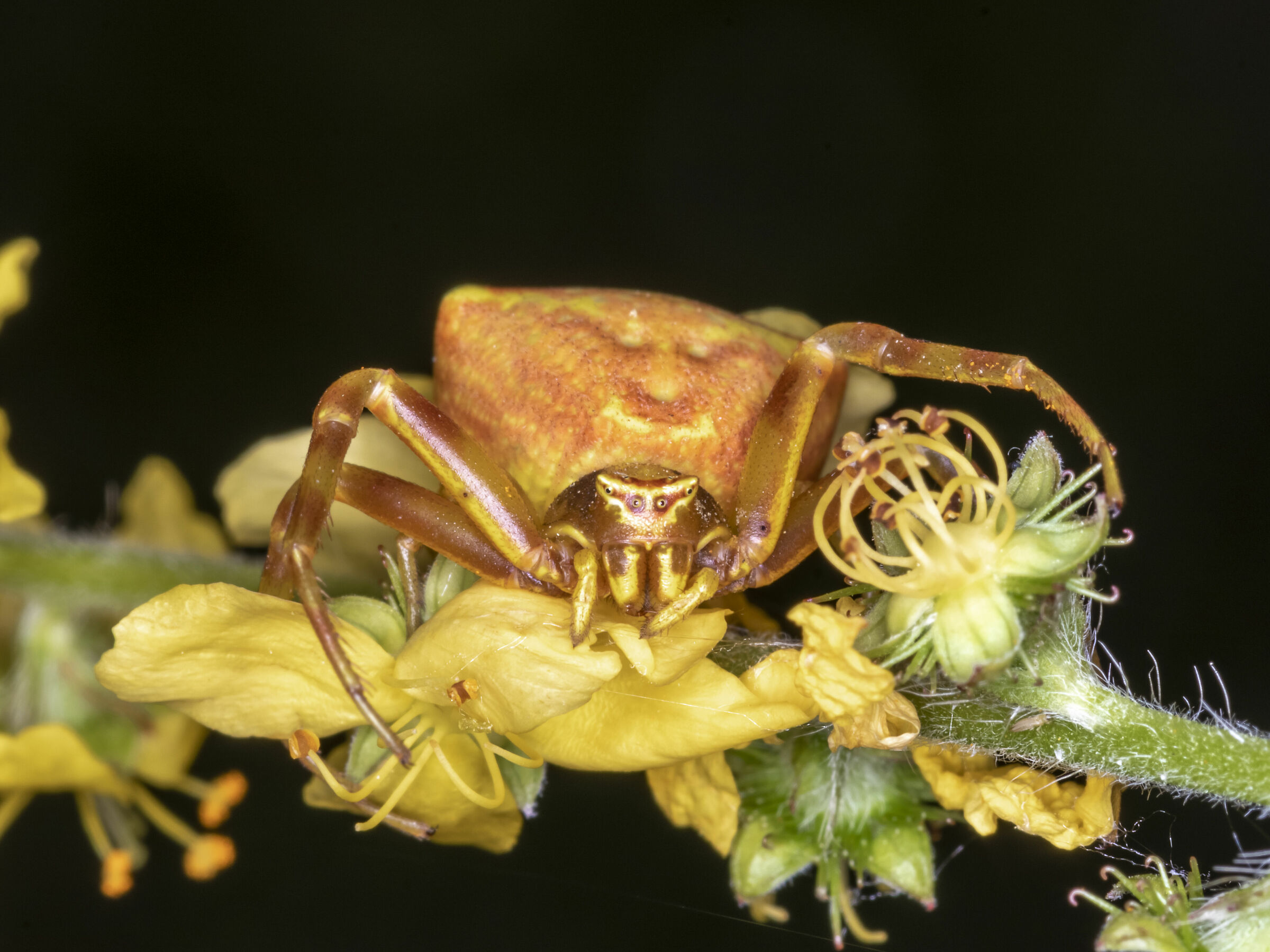 Ragno camaleonte (Thomisus onustus)