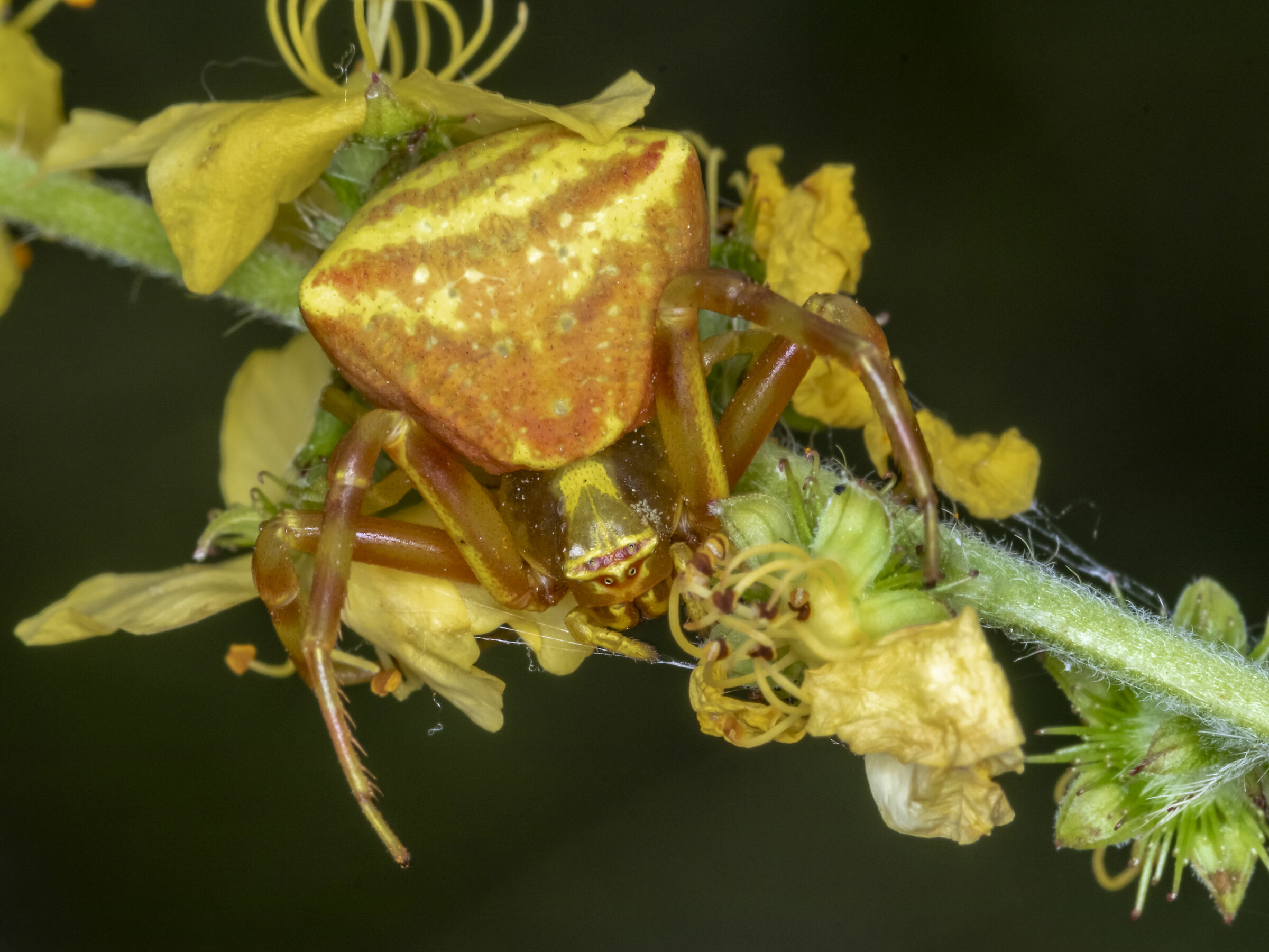 Ragno camaleonte (Thomisus onustus)