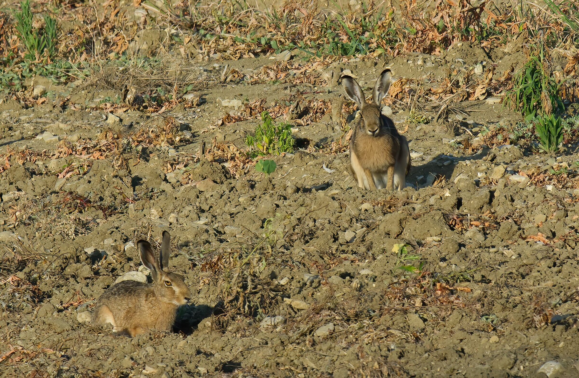 Le lepri si godono il primo sole