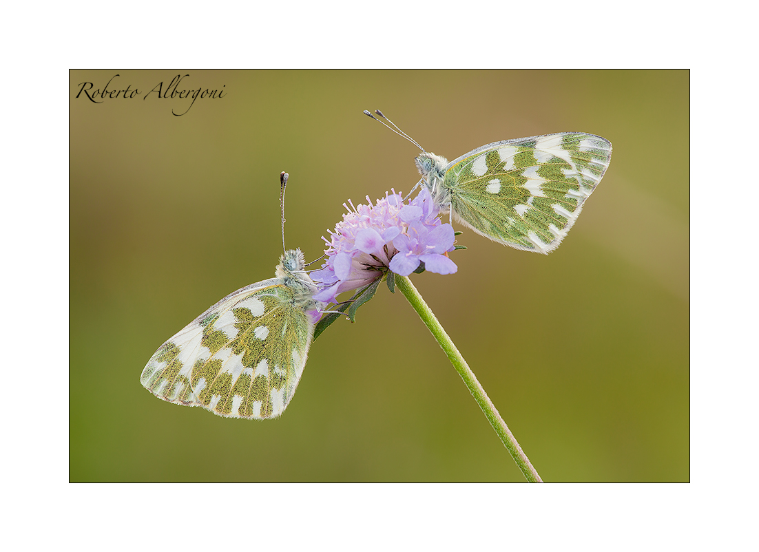 Due petali... speciali