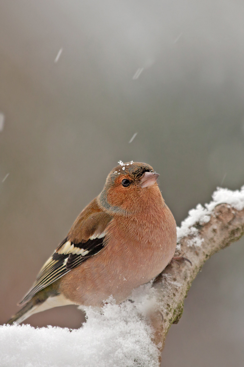 Fringuello sotto la neve