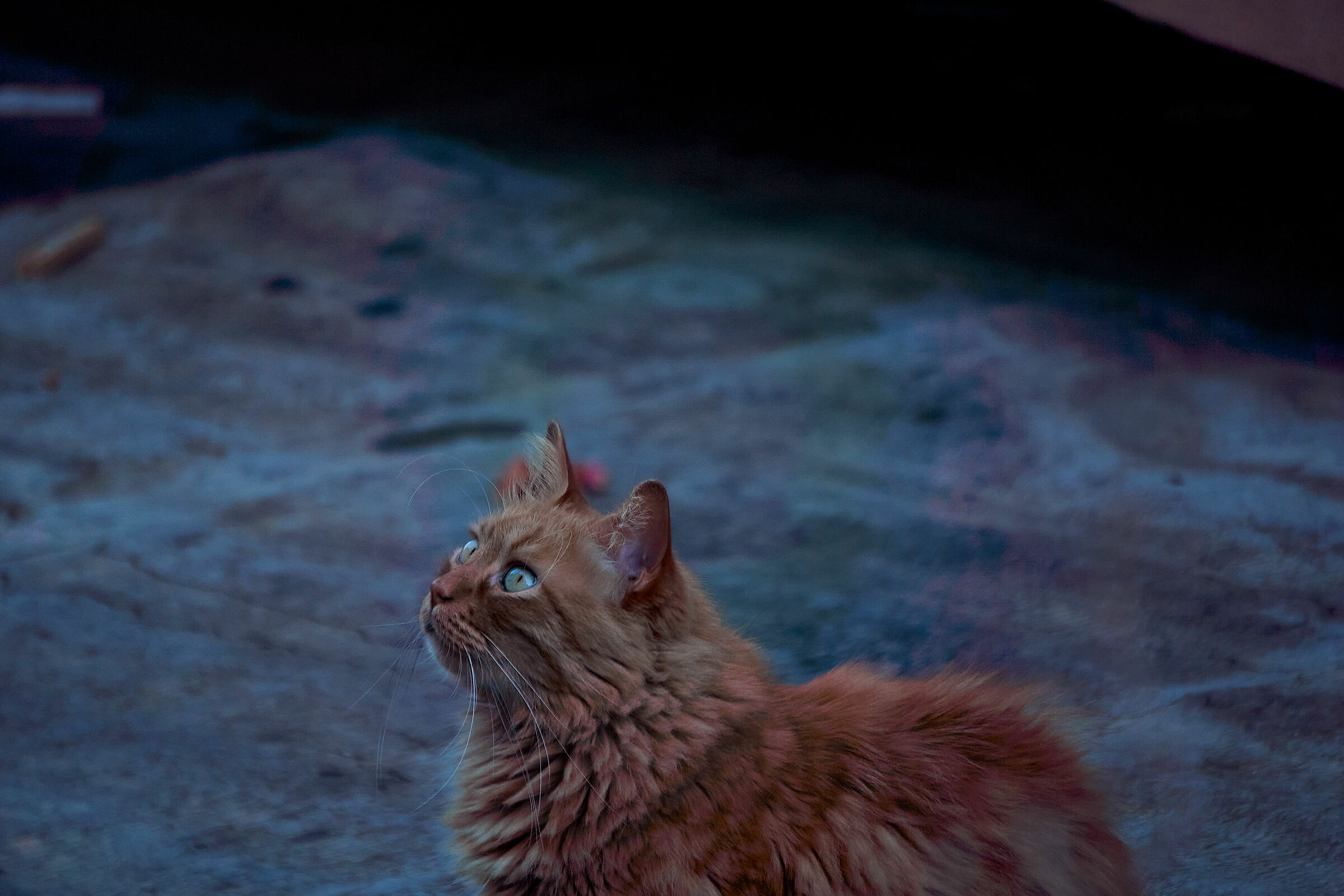 The neighbor's cat is more and more...