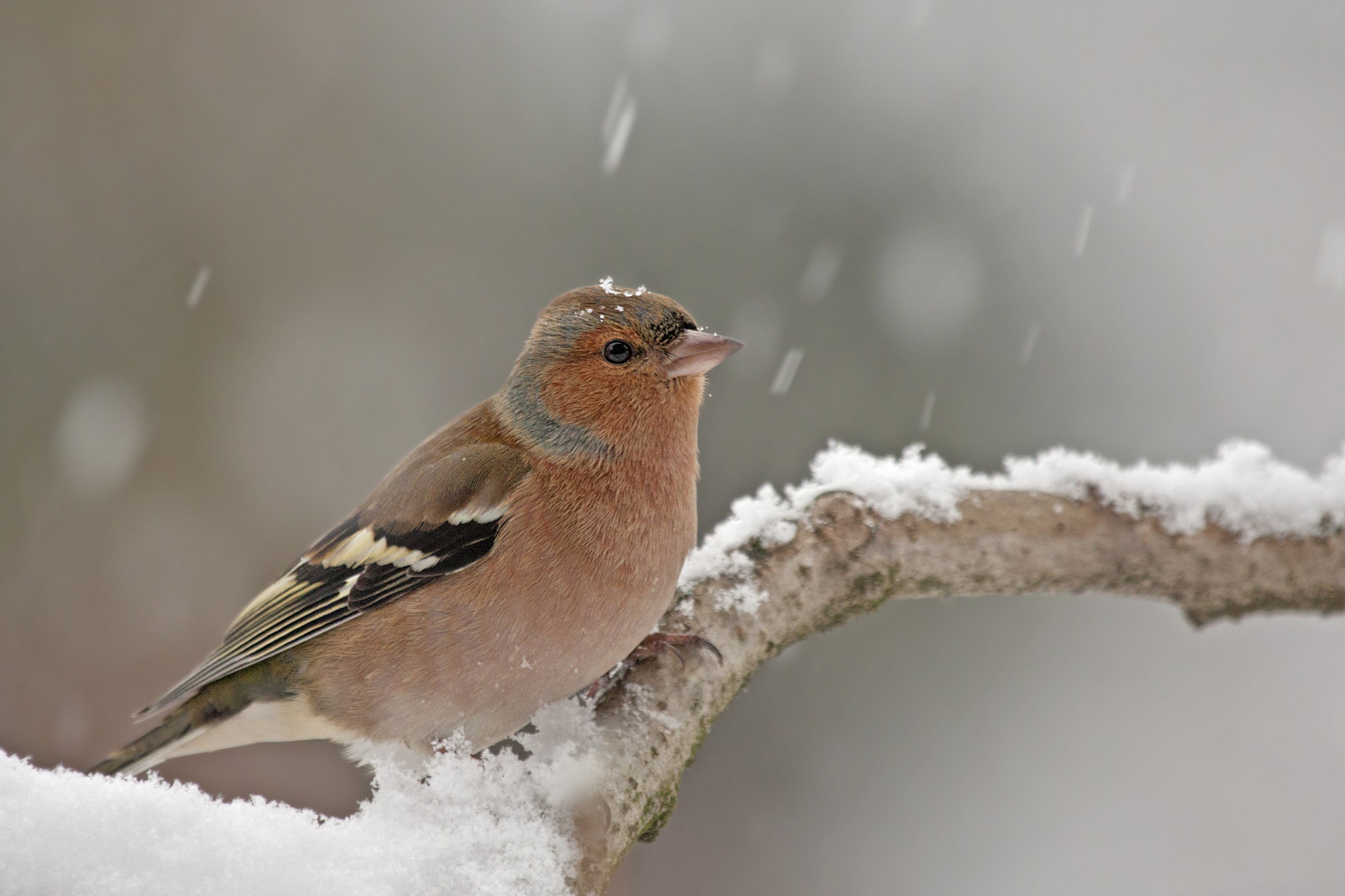 Chaffinch in the snow