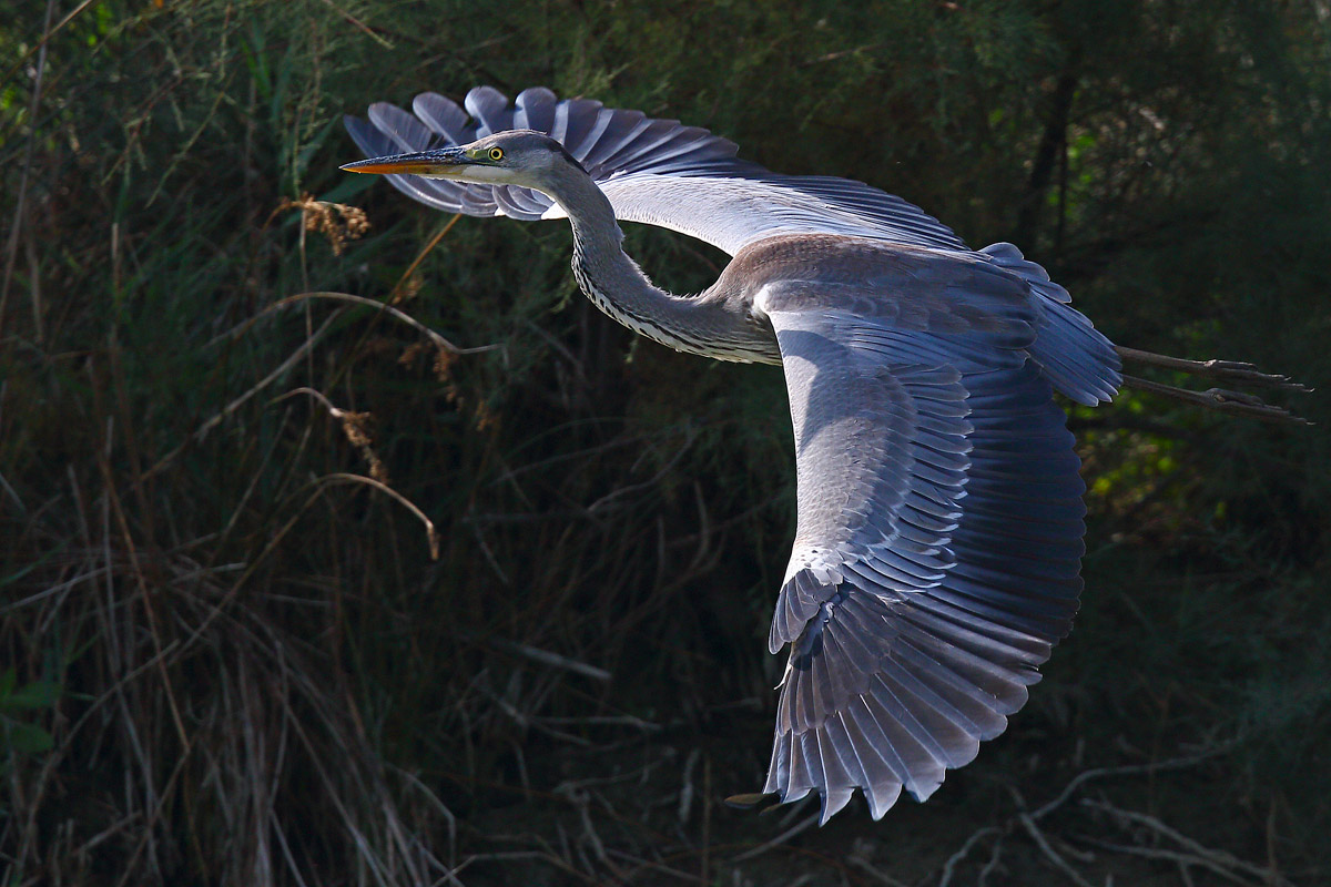 Airone cenerino Juv.