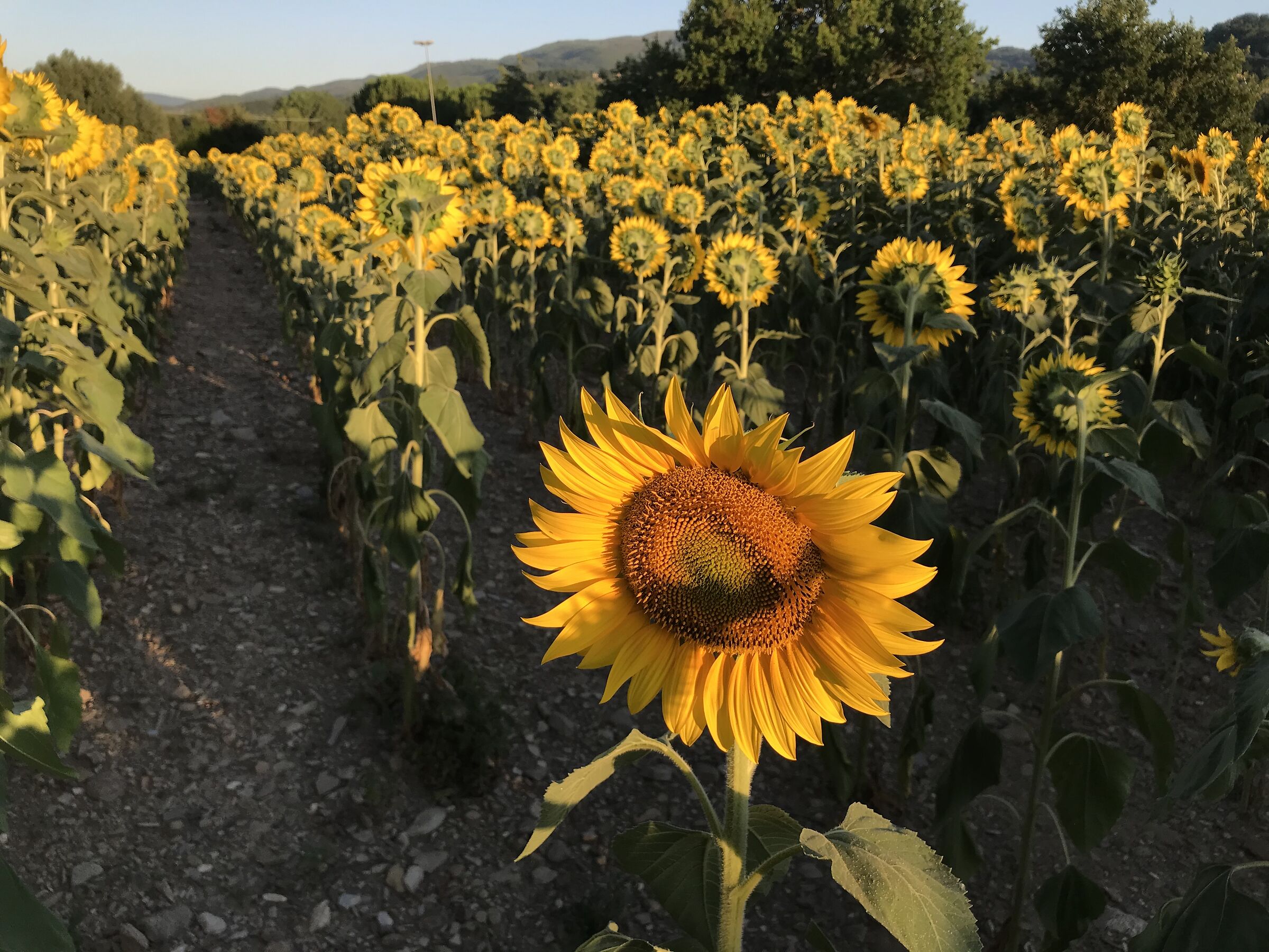 Rebel or Distracted?