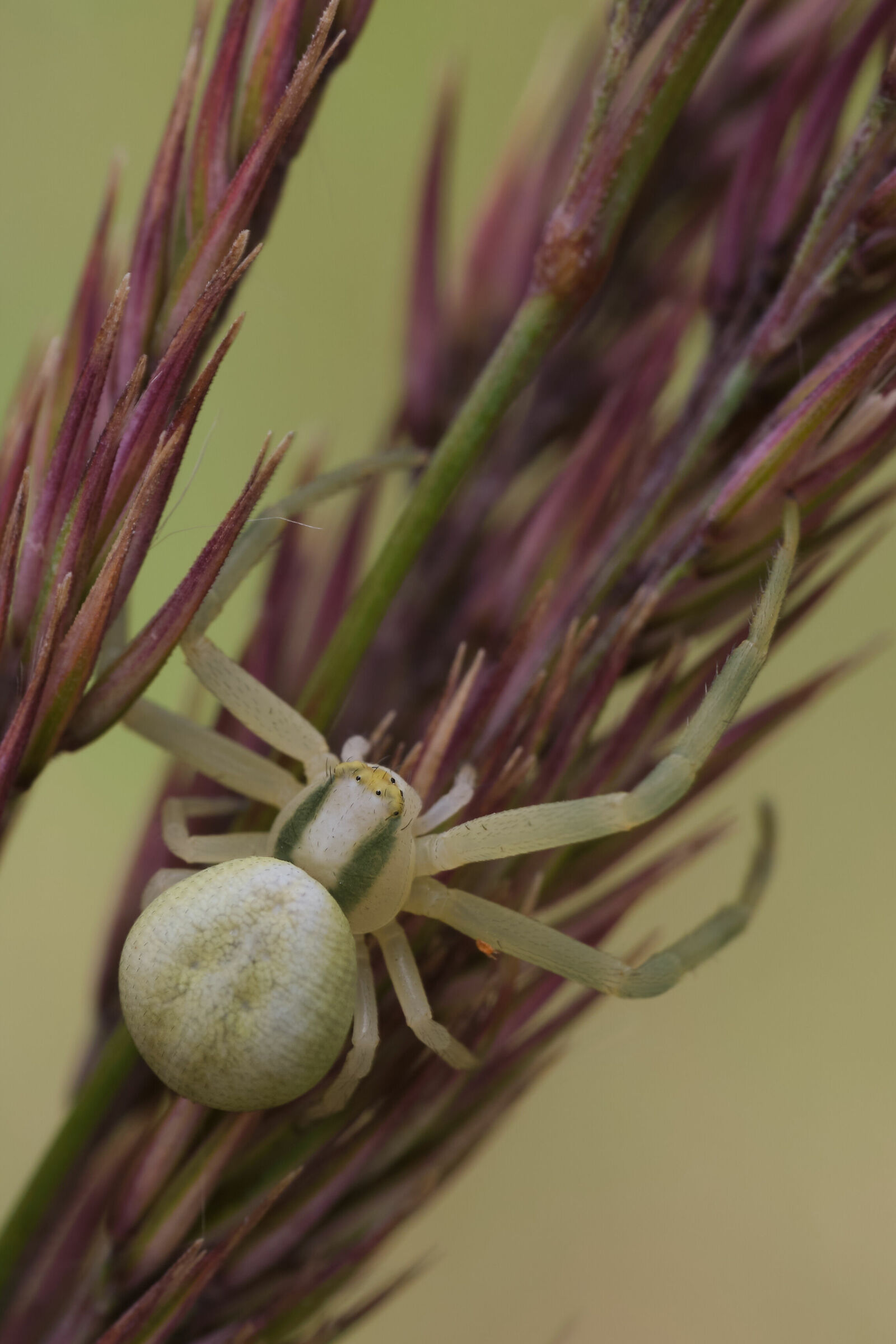 Misumena vatia
