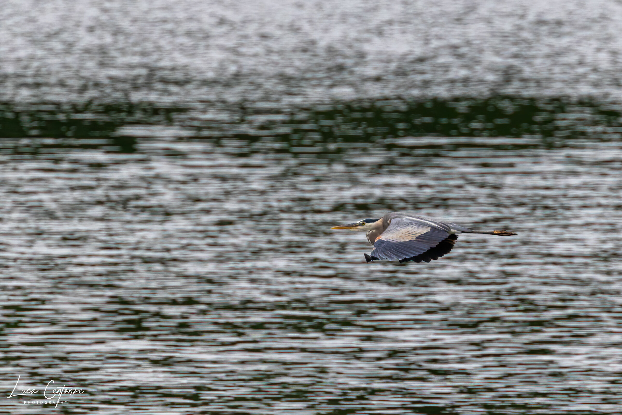 Heron Blue in Flight (Ardea herodias)