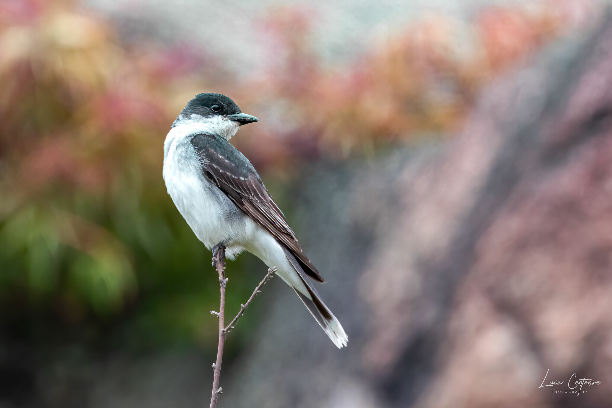 King Bird (Tyrannus tyrannus)