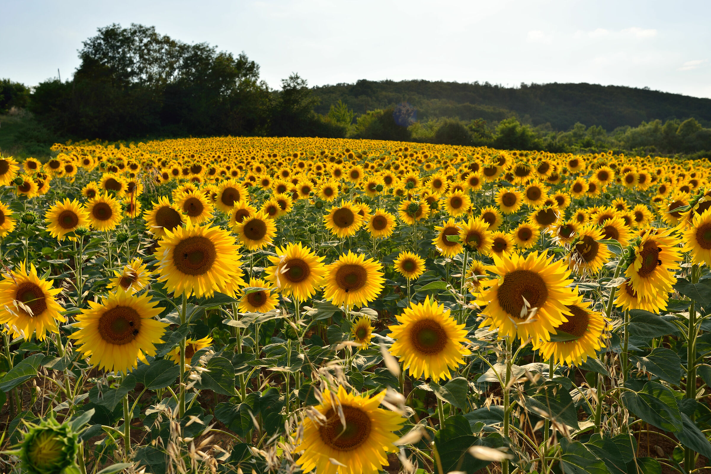 Un'infinità di girasoli