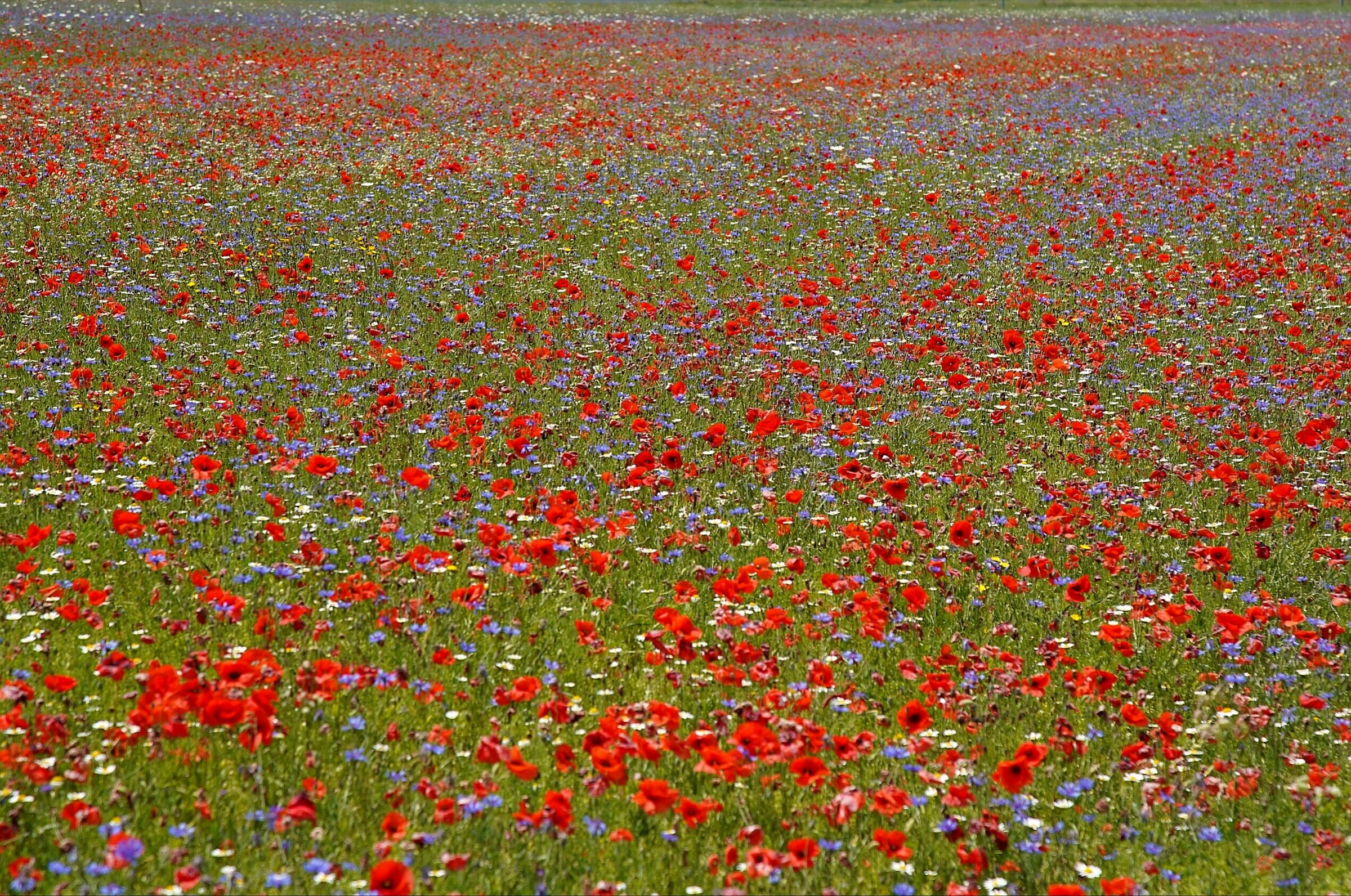 Castelluccio in fiore.