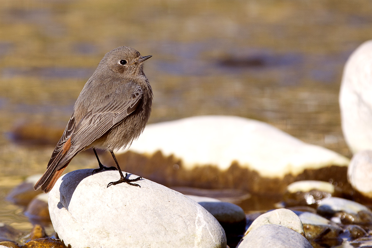 Codirosso Spazzacamino