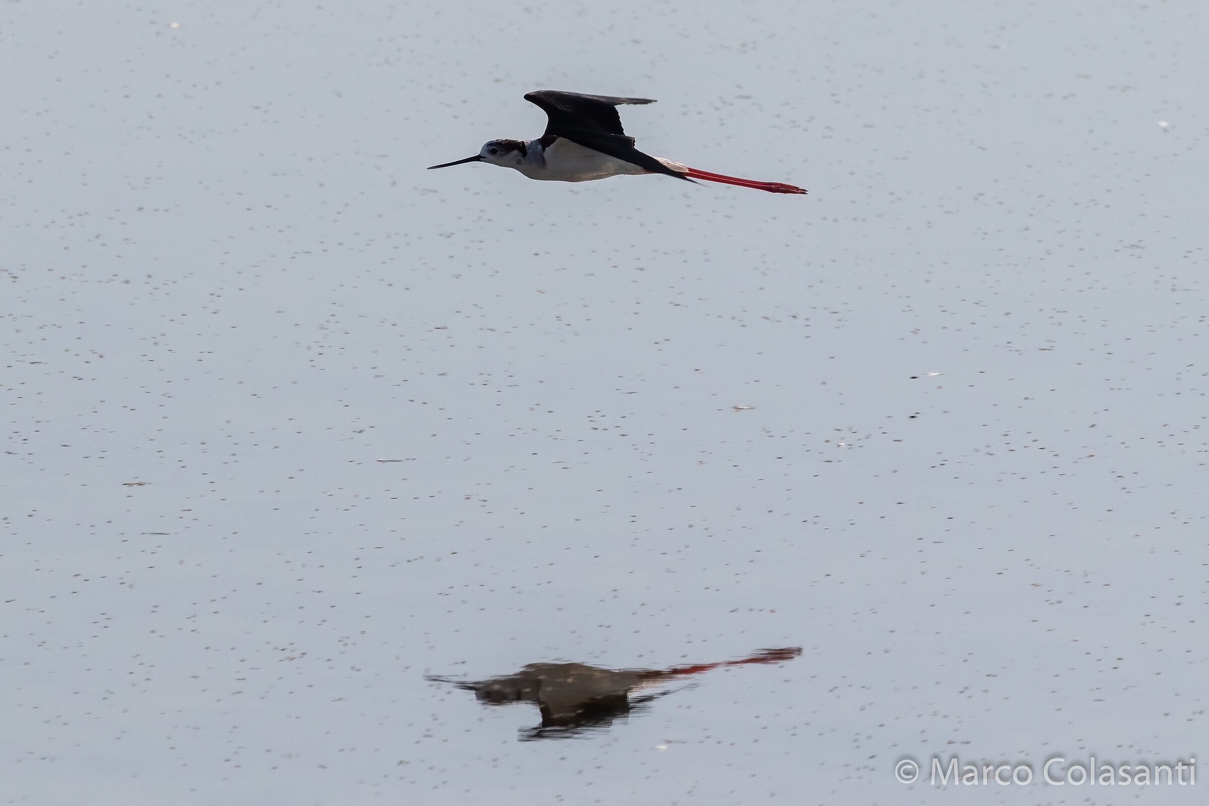 knight in the mirror