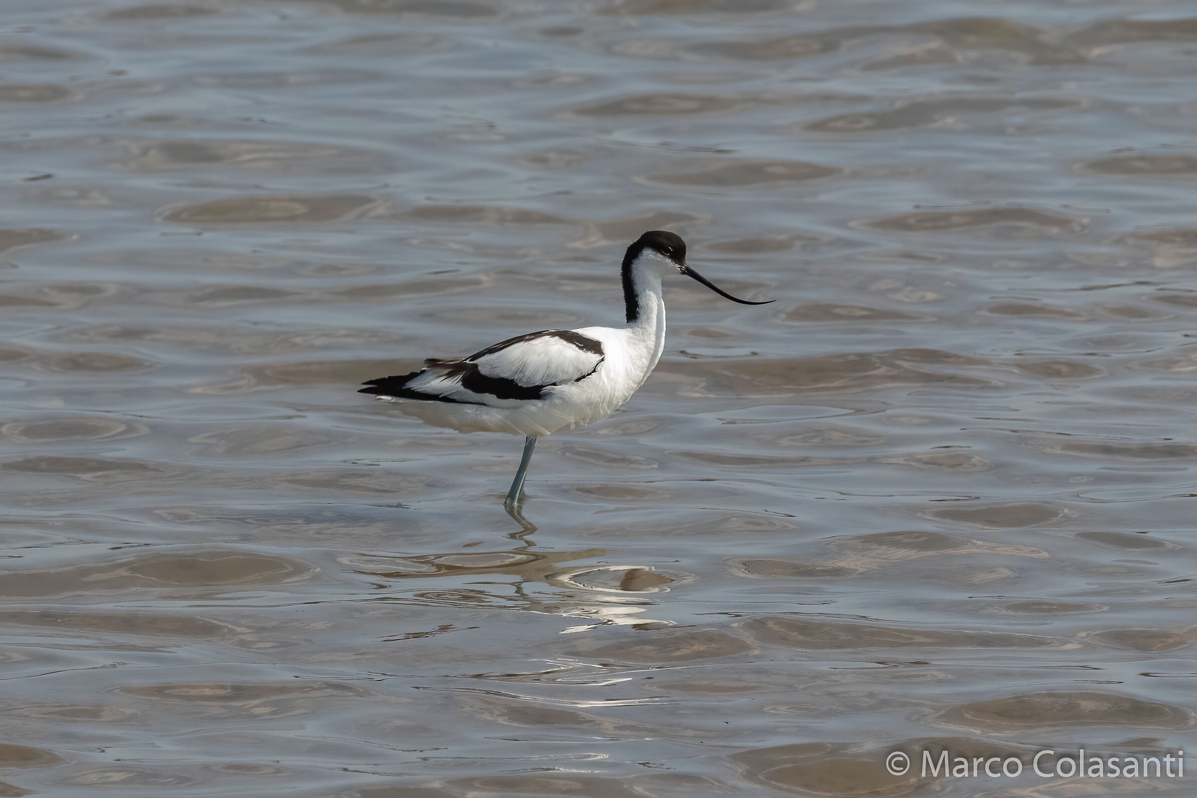 avocetta