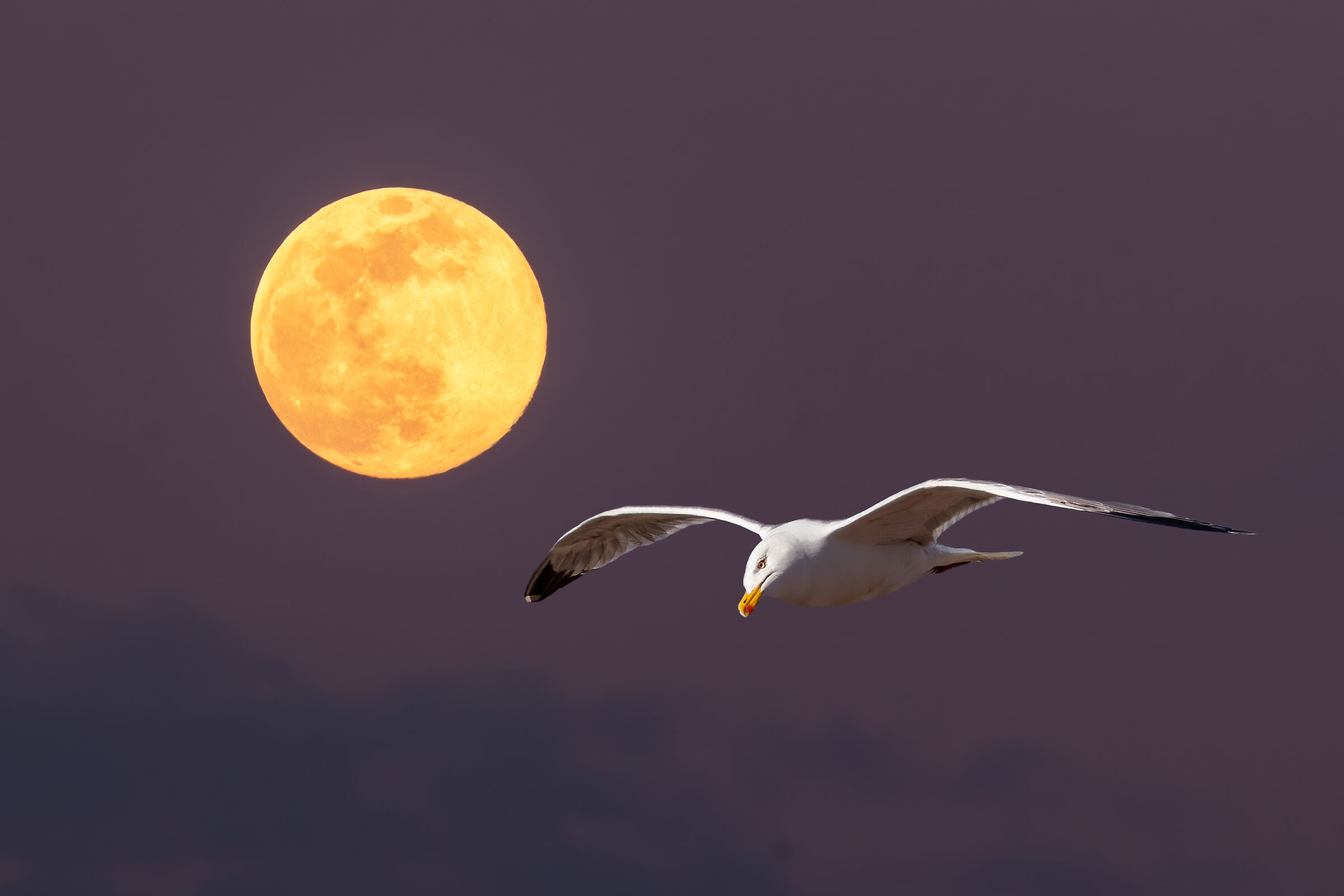 The Seagull and the Moon