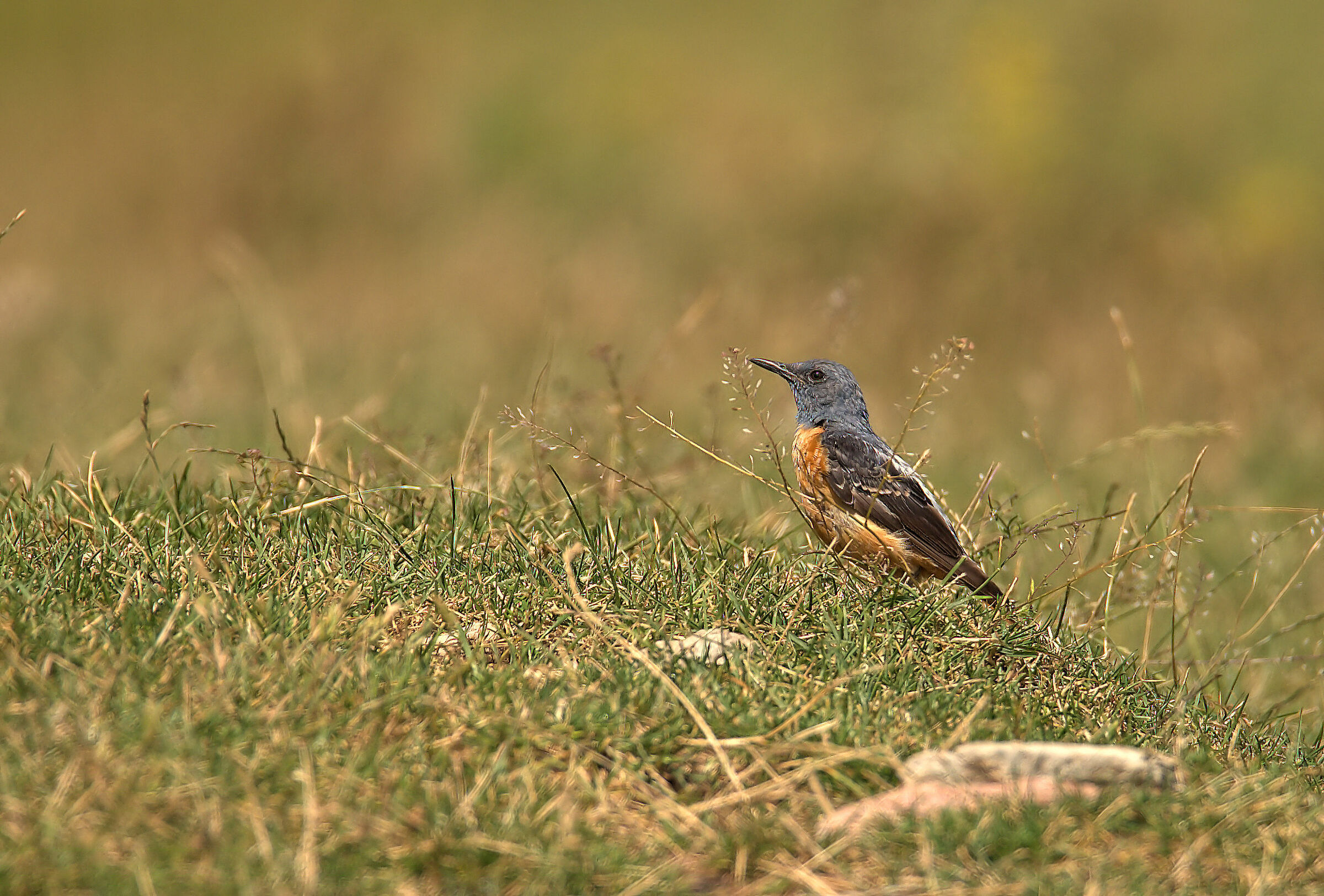 Codirossone maschio con inizio di eclissi