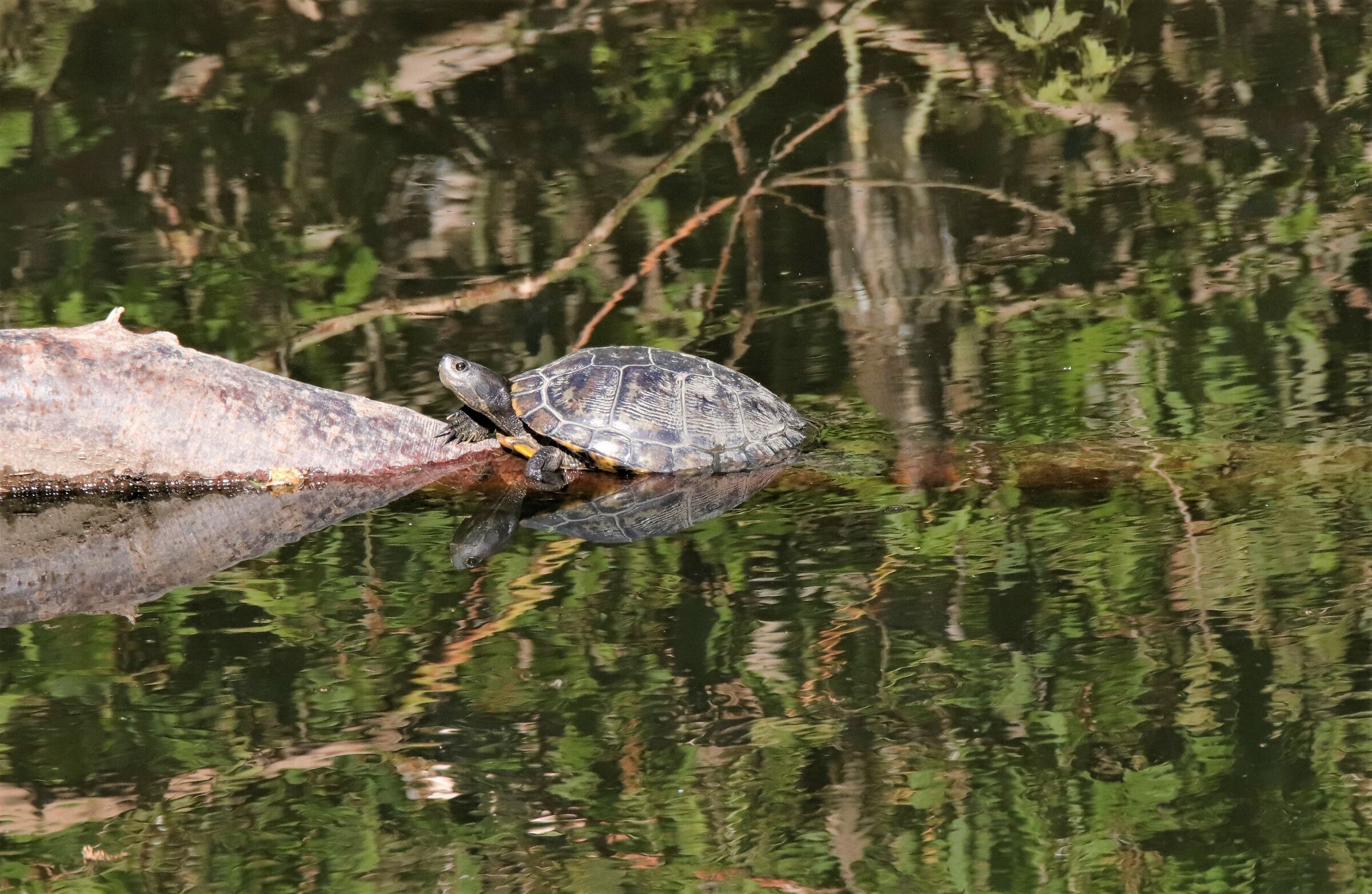 ti ho visto! rompiscatole