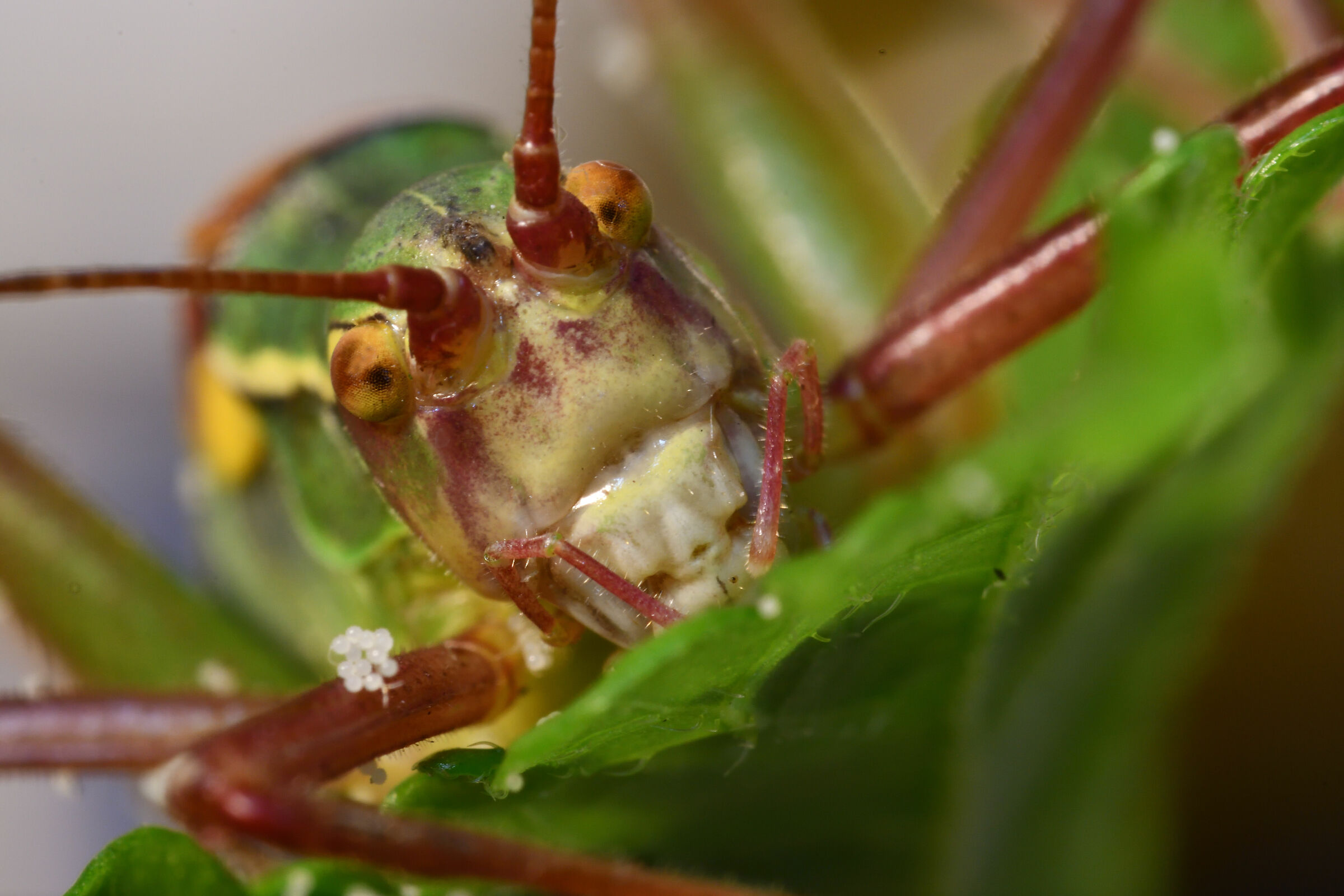 Barbitistes Serricauda