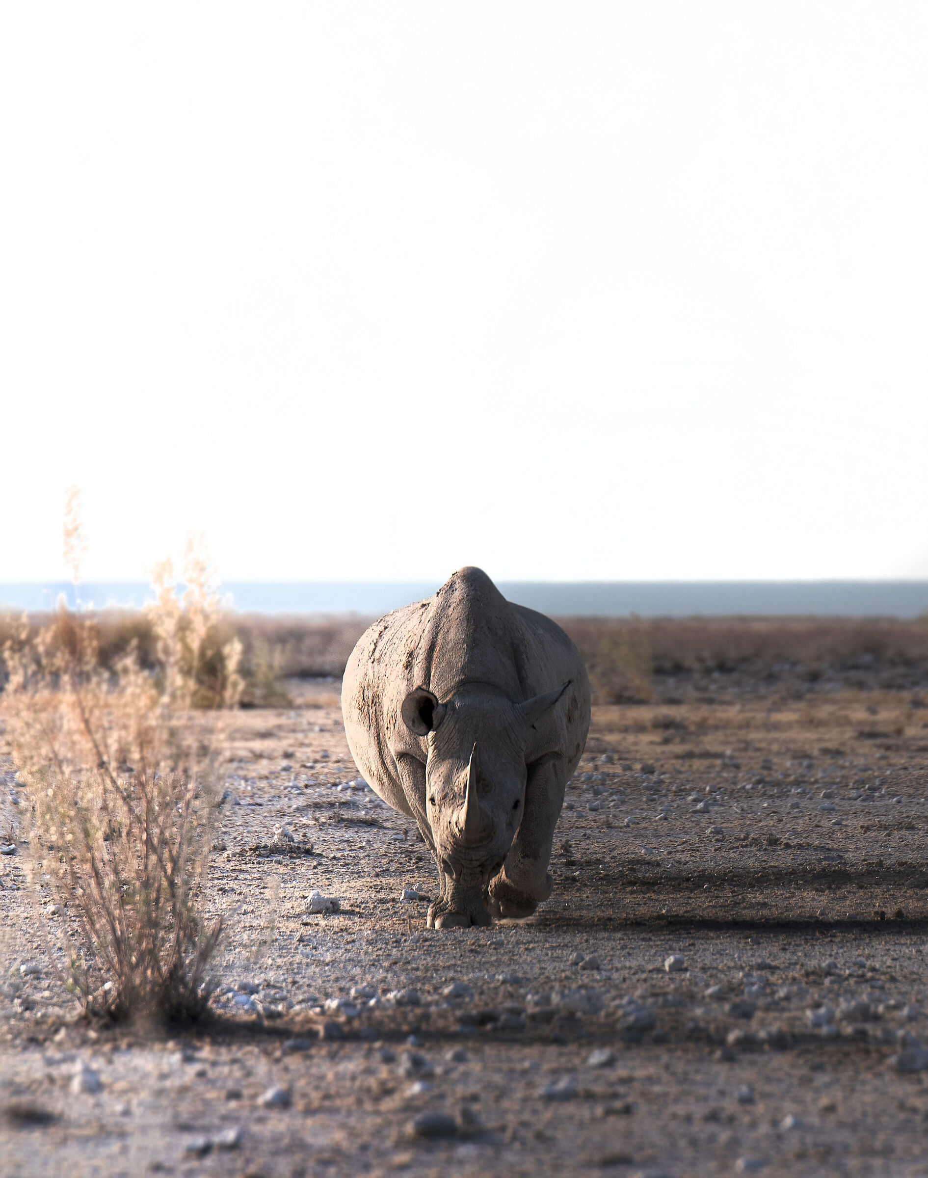 Black Rhino, New Year's President