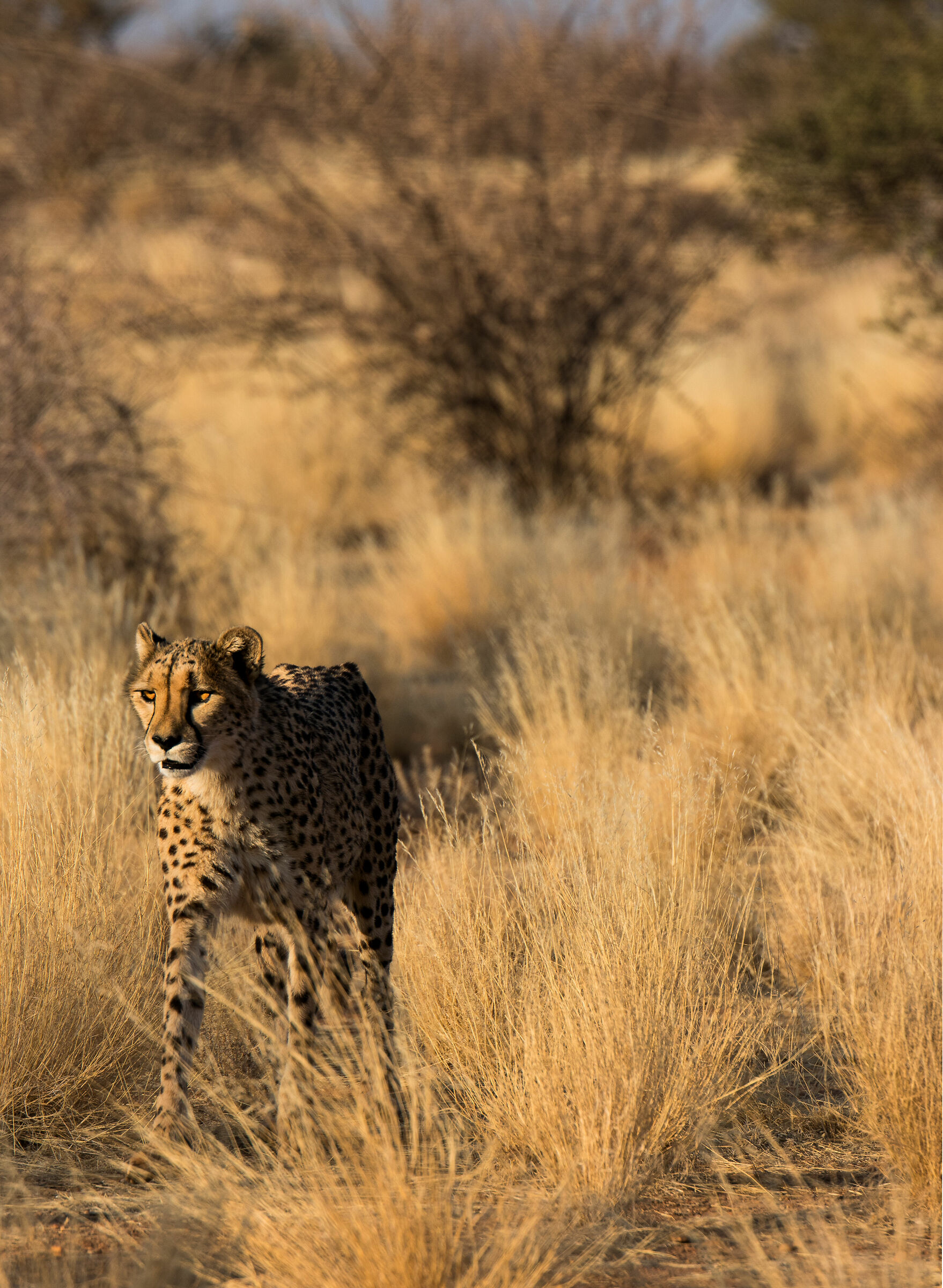 The elegance of a cheetah