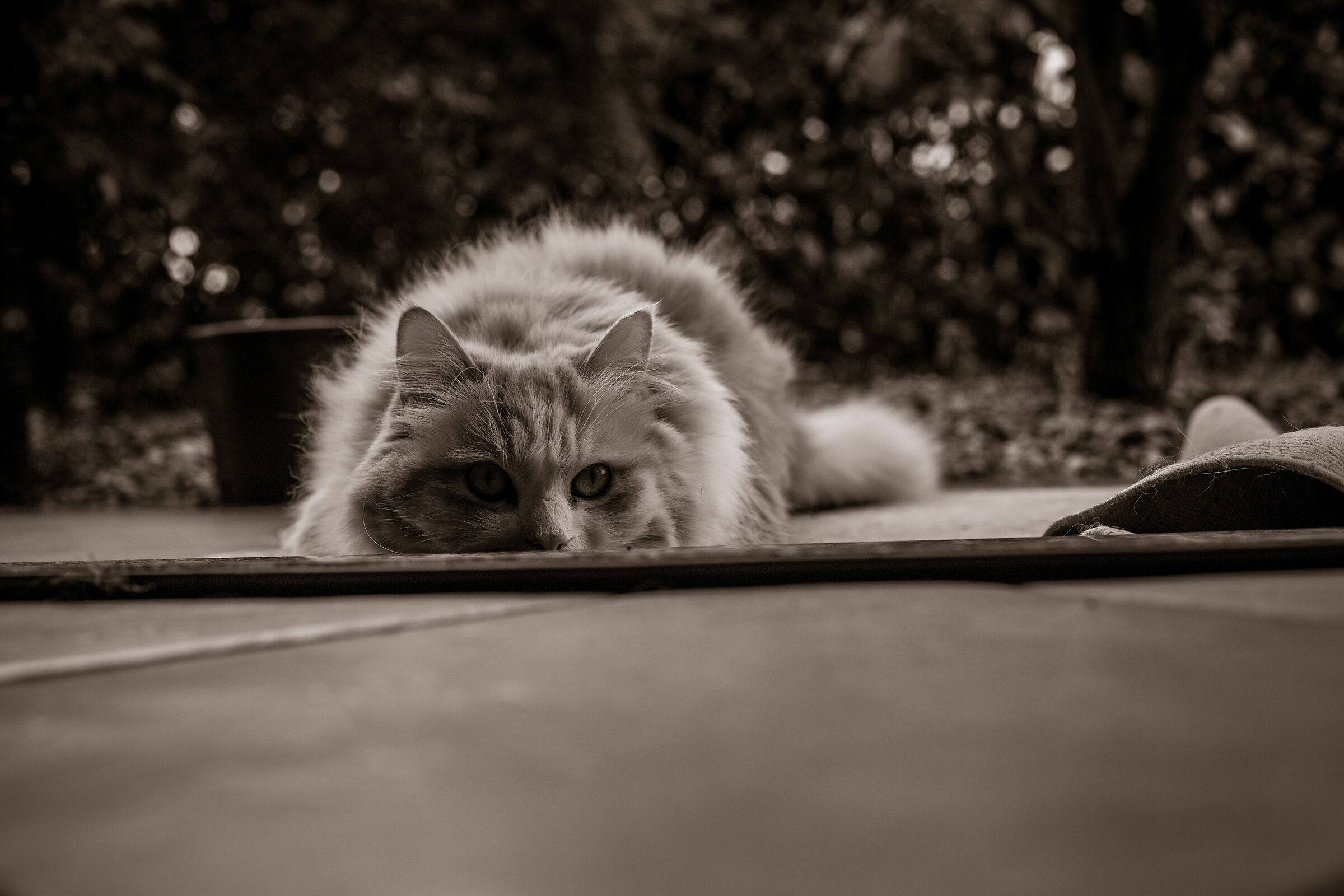The cat....