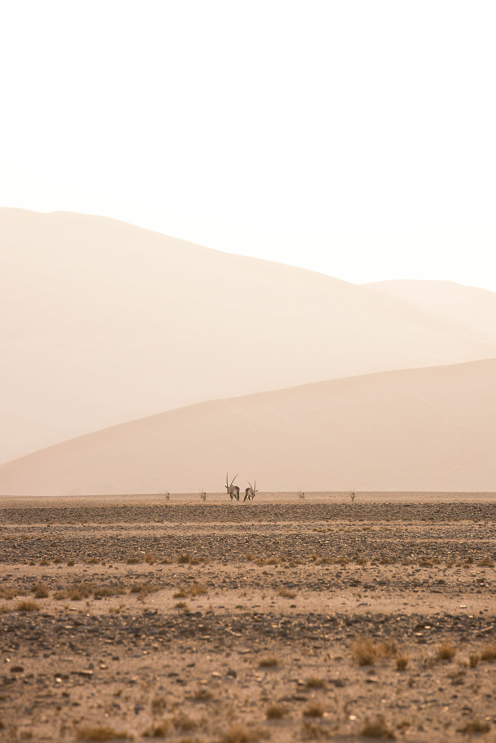 Oryx in the distance