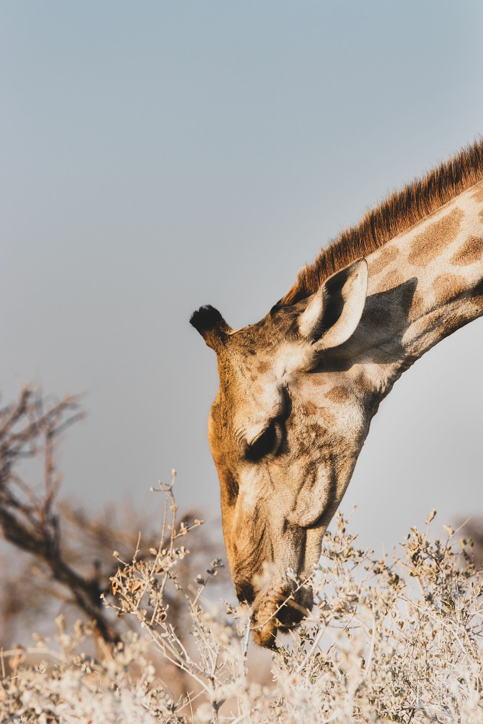 The sensibility of a giraffe