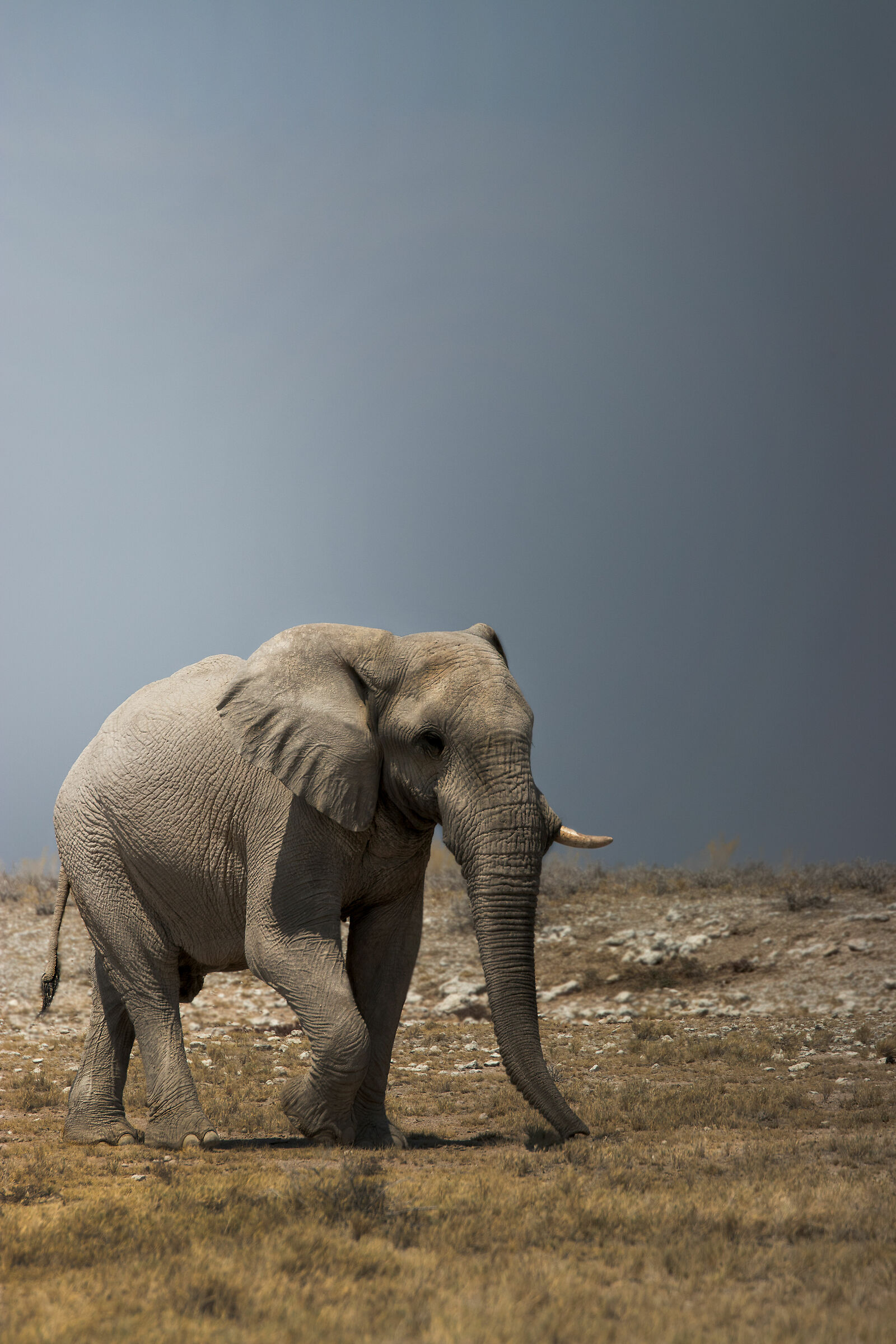 A majestic giant of the Etosha