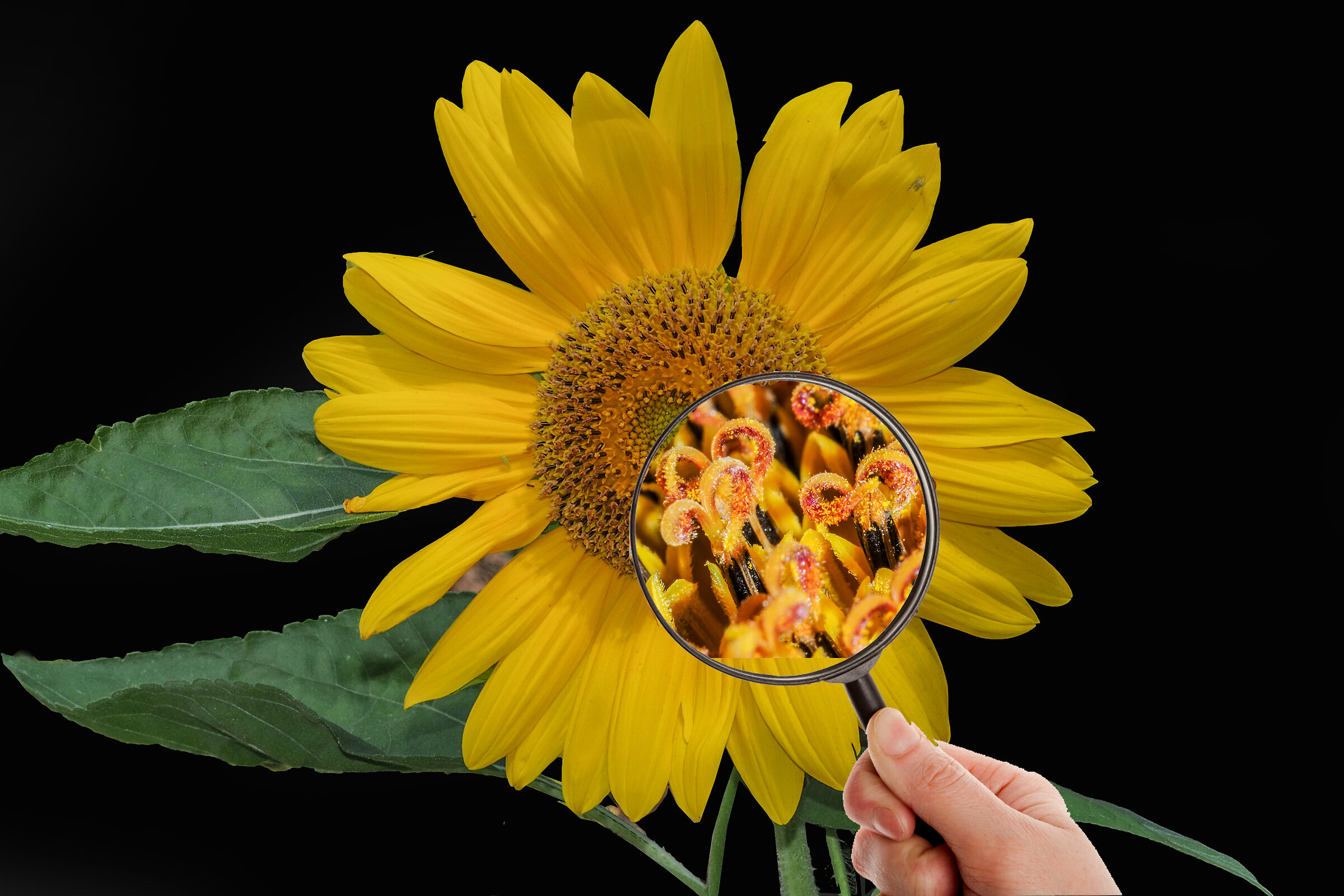 Looking at the sunflower's tubulous floscus