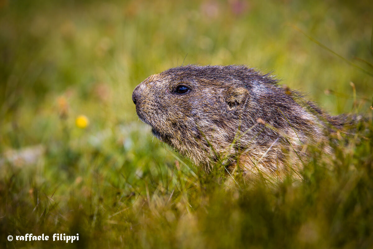 Portrait of Marmot