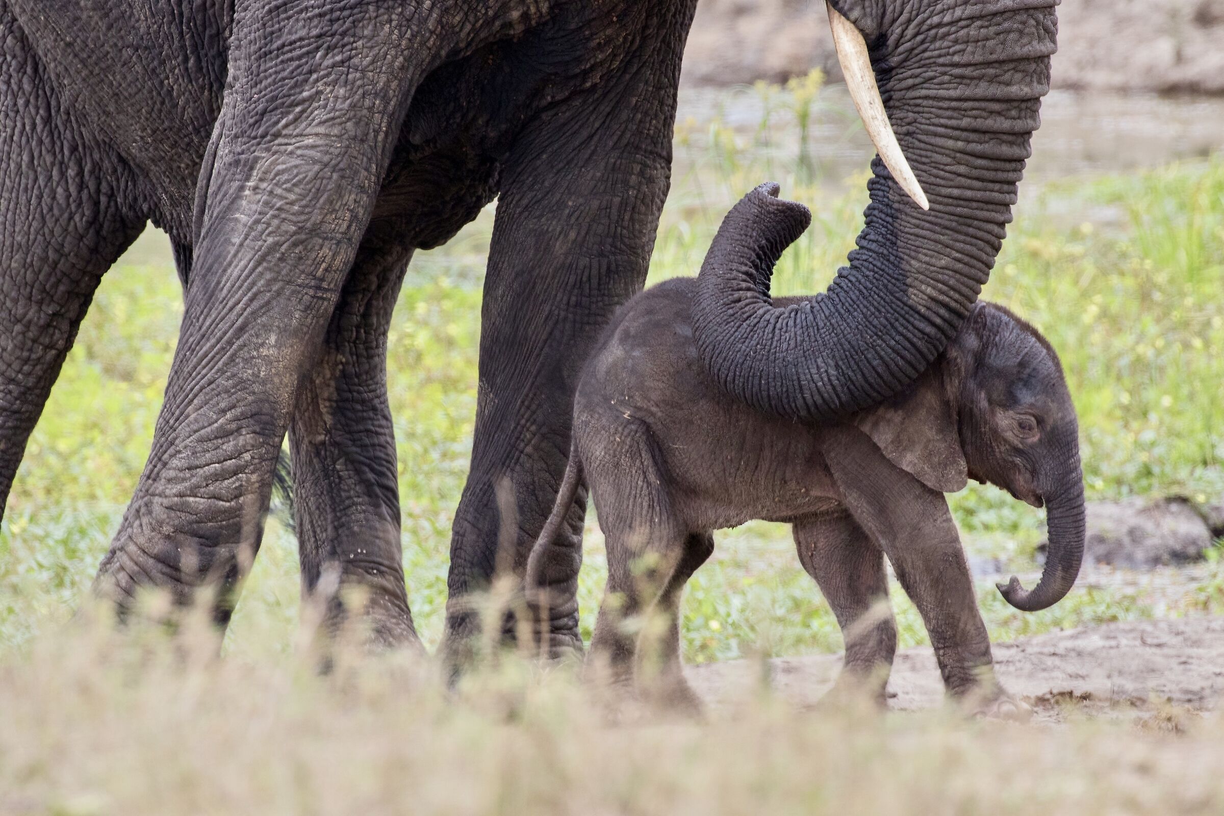 La carezza della mamma