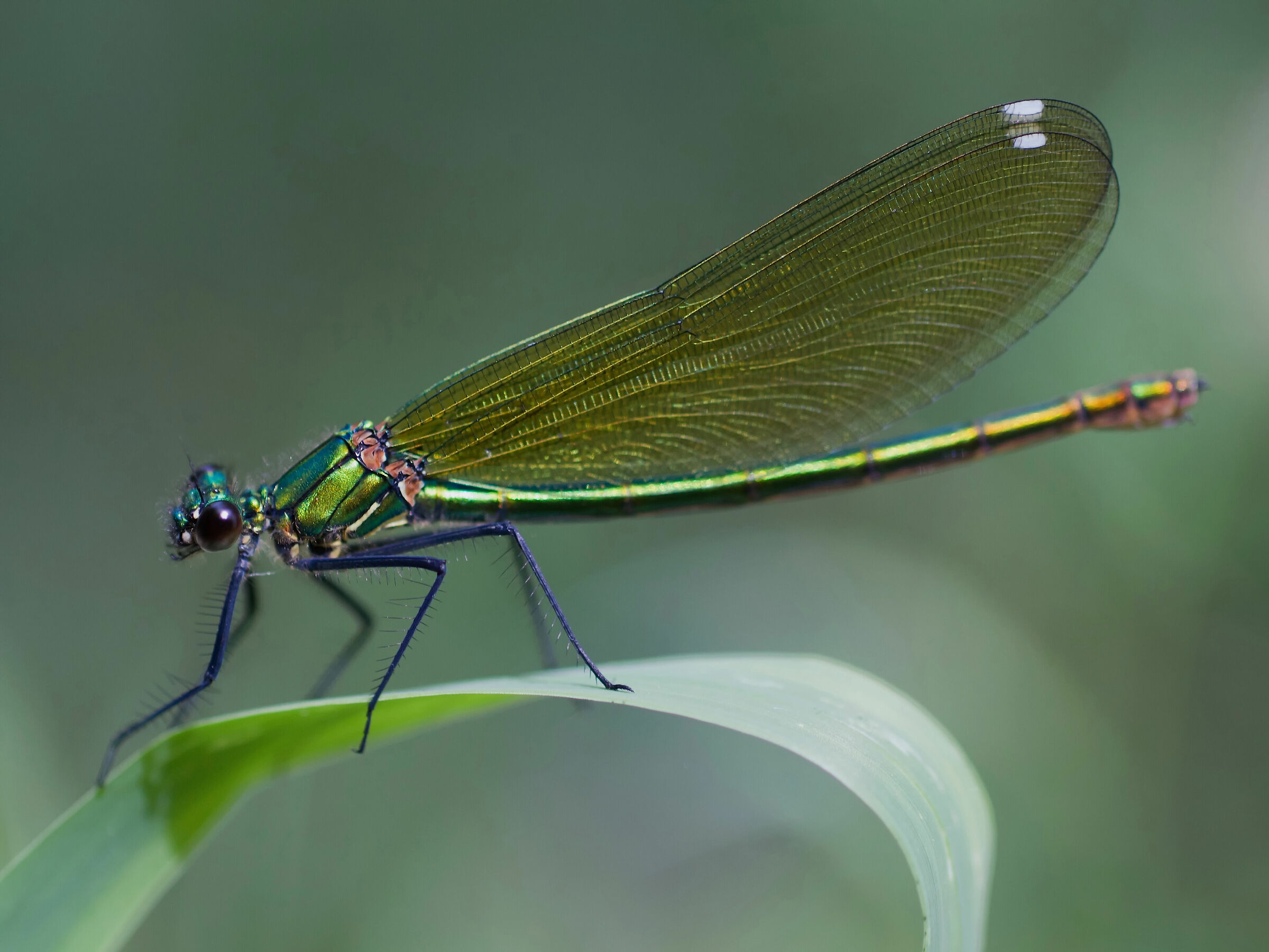 Calopteryx e le sue gradazioni