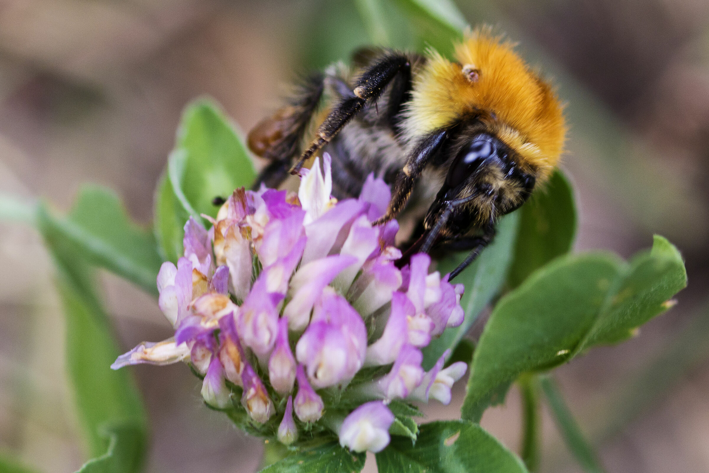 Bee