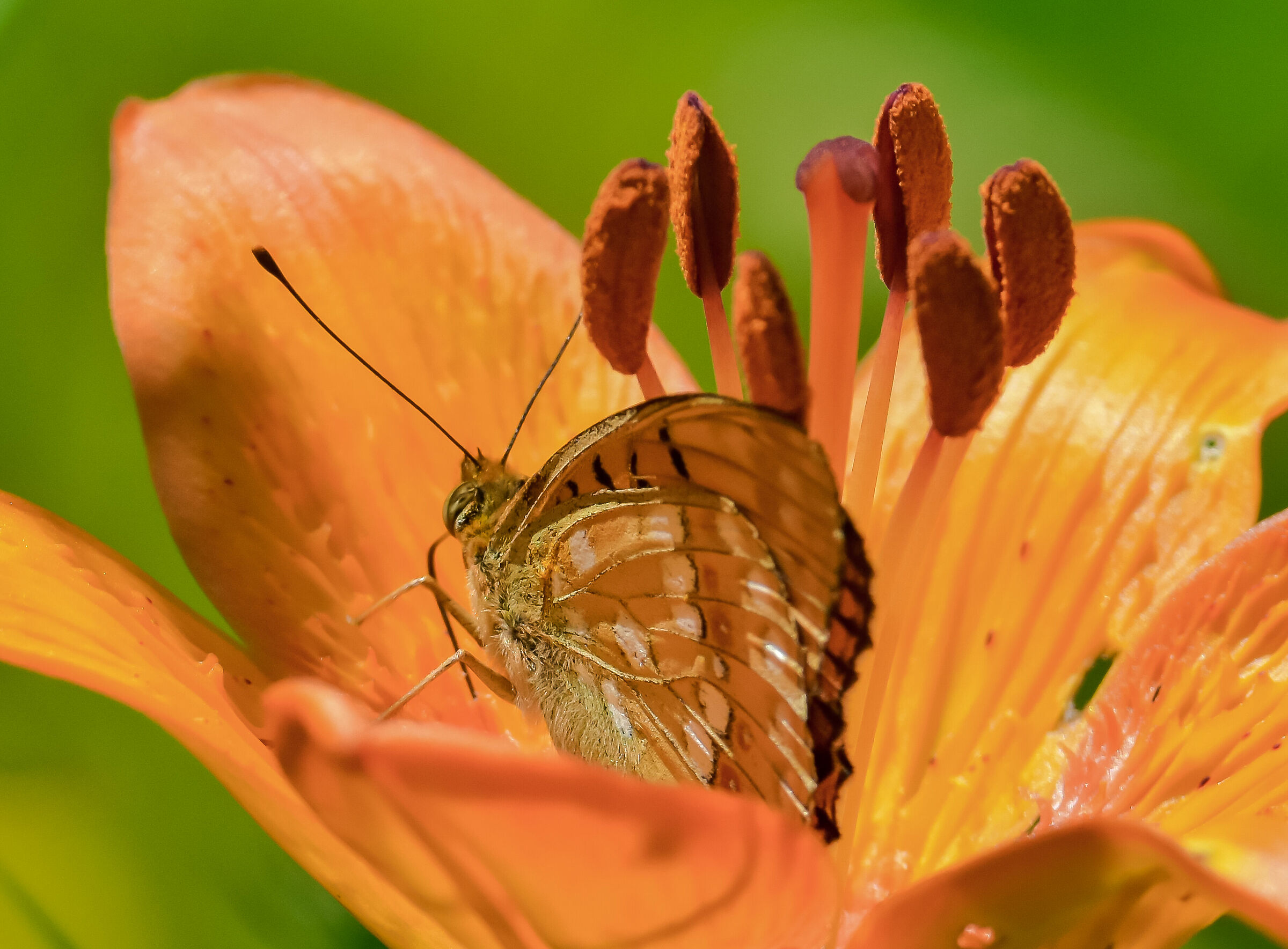 The Lily and the Butterfly