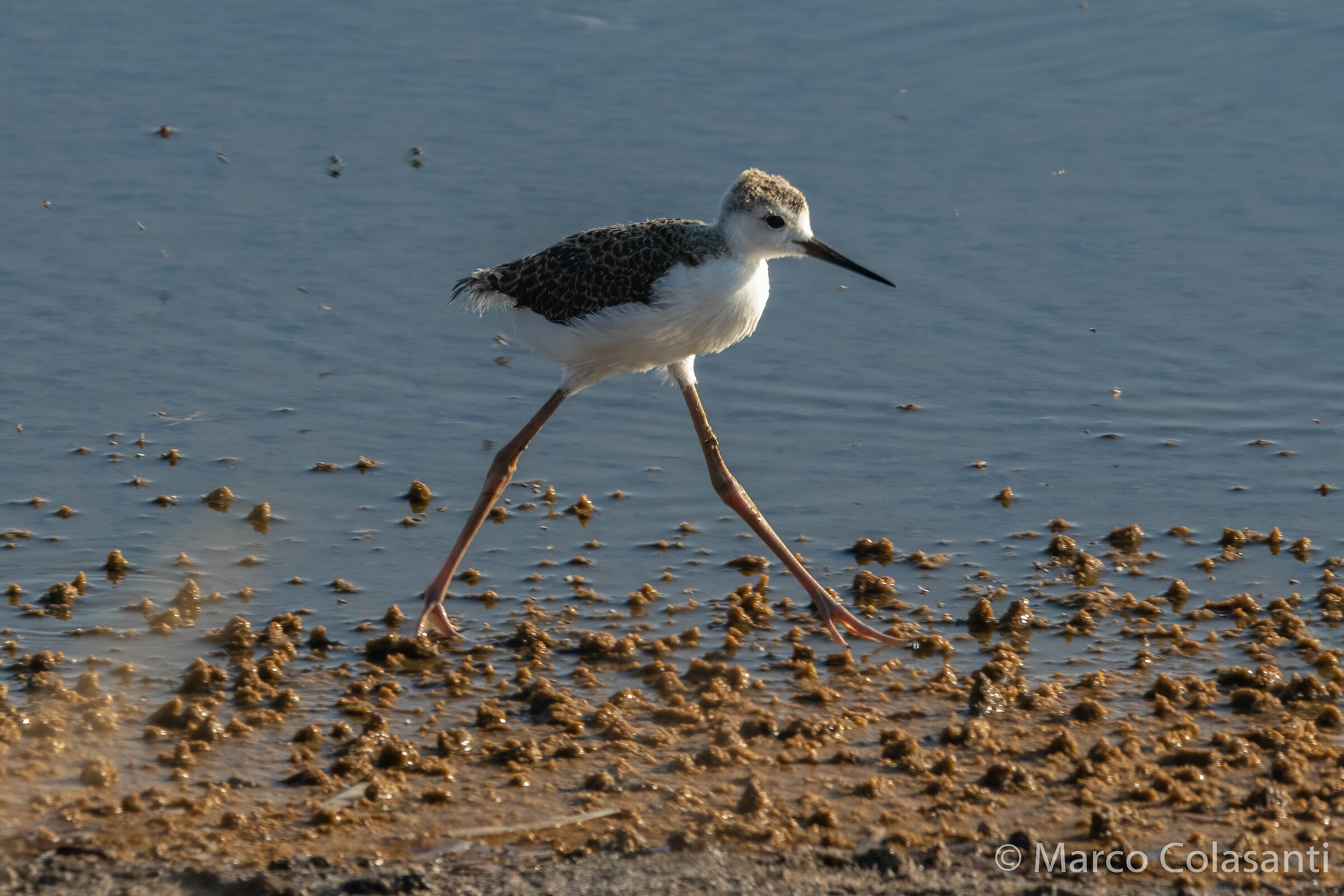 Little knight... precarious balance