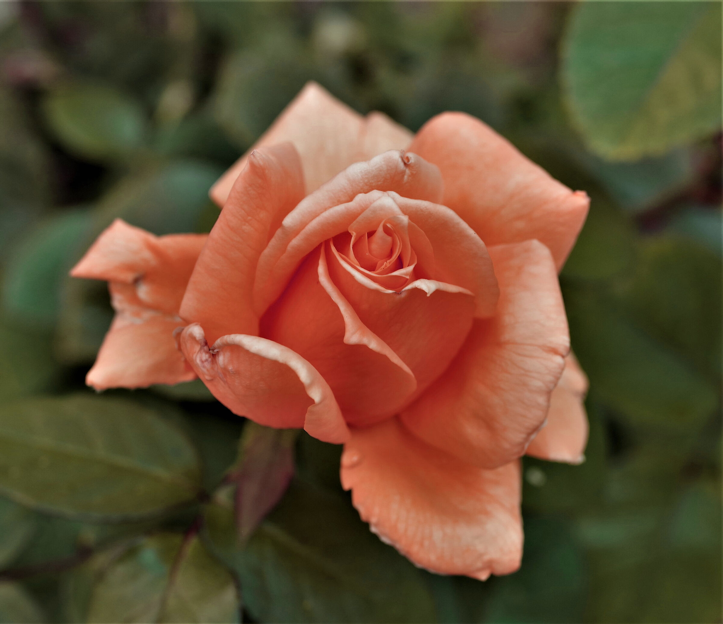 orange pink