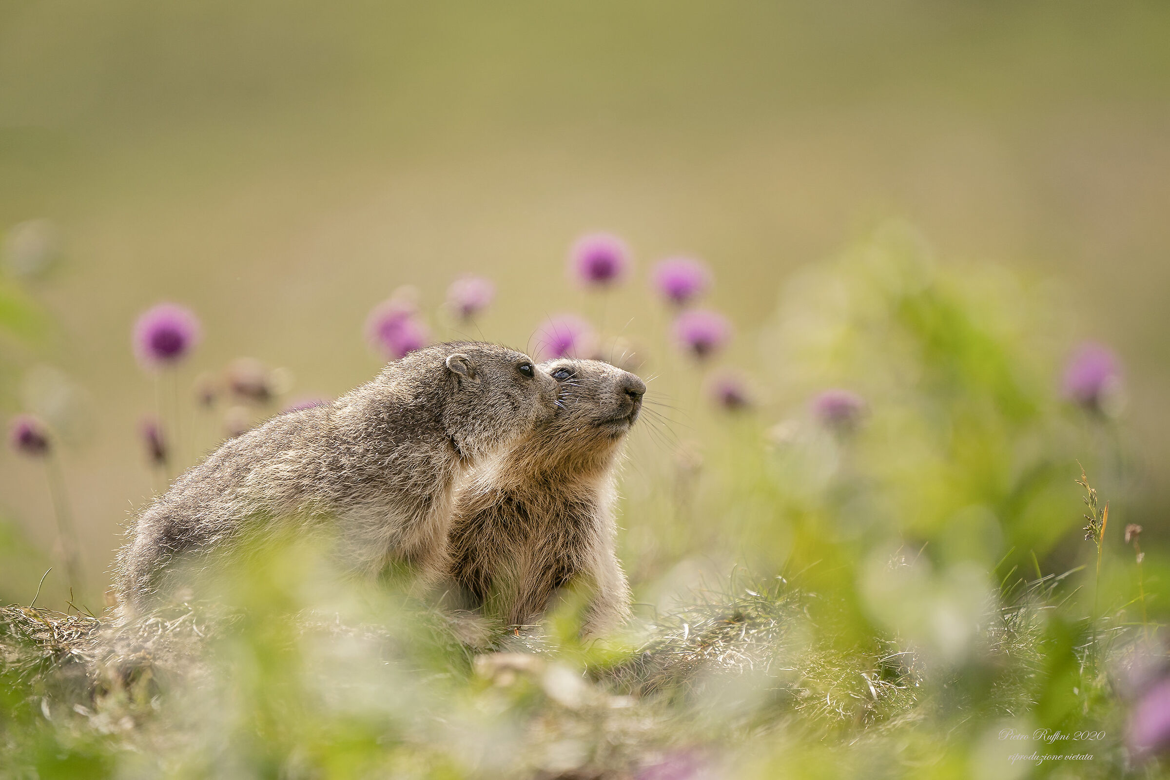 Tenerezza tra giovani marmotte