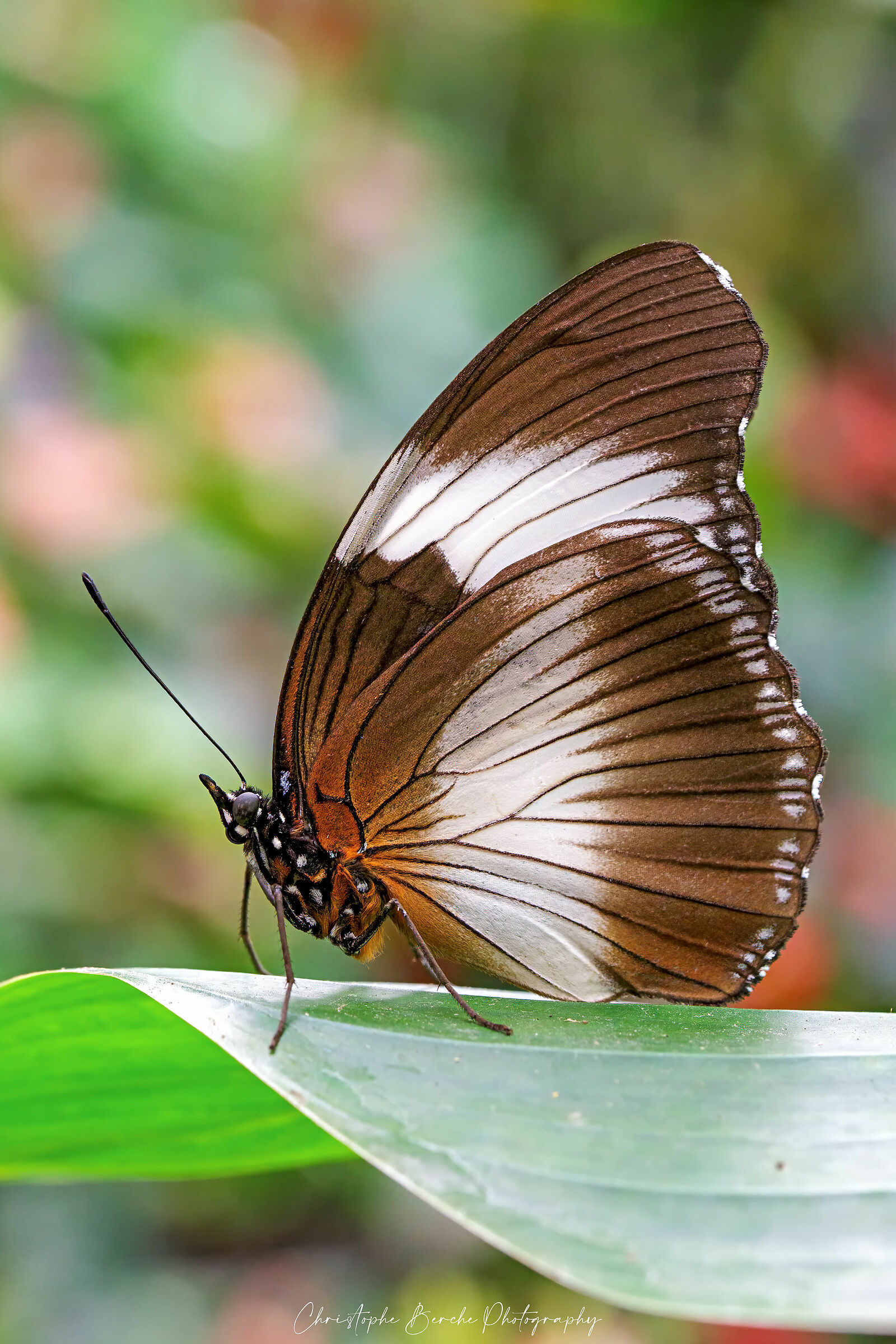 Heliconius