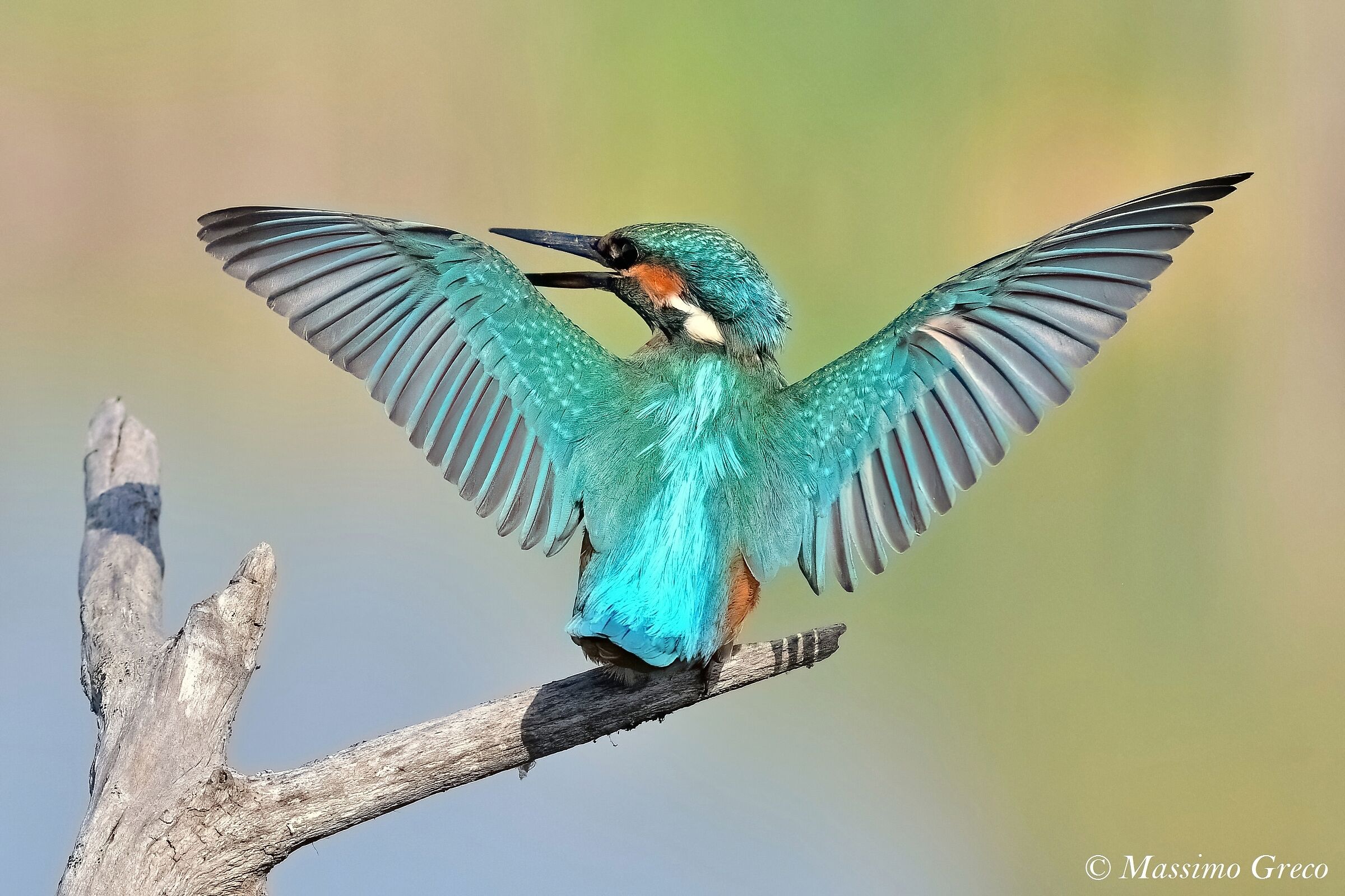 Kingfisher