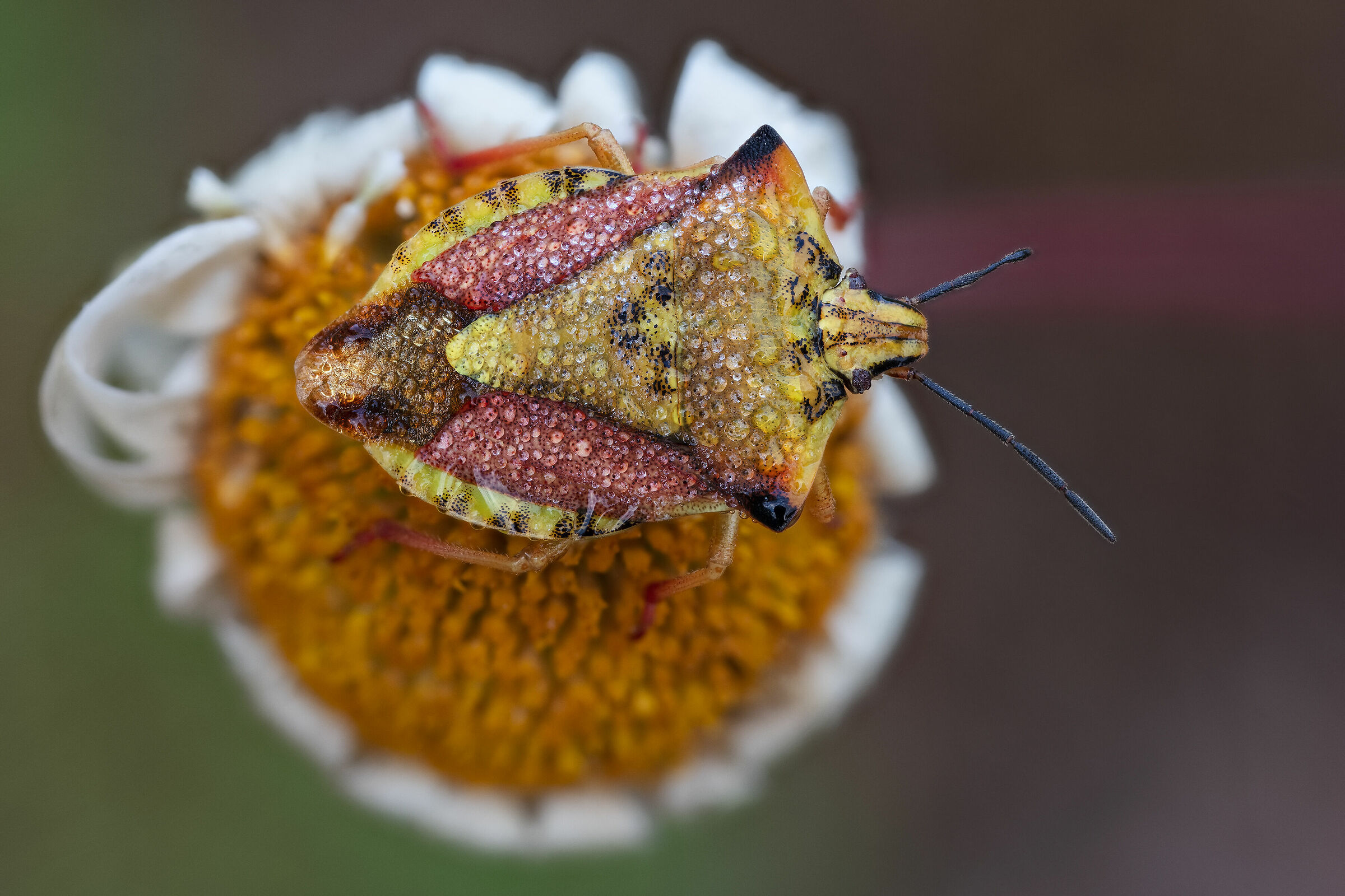 Carpocoris purpureipennis