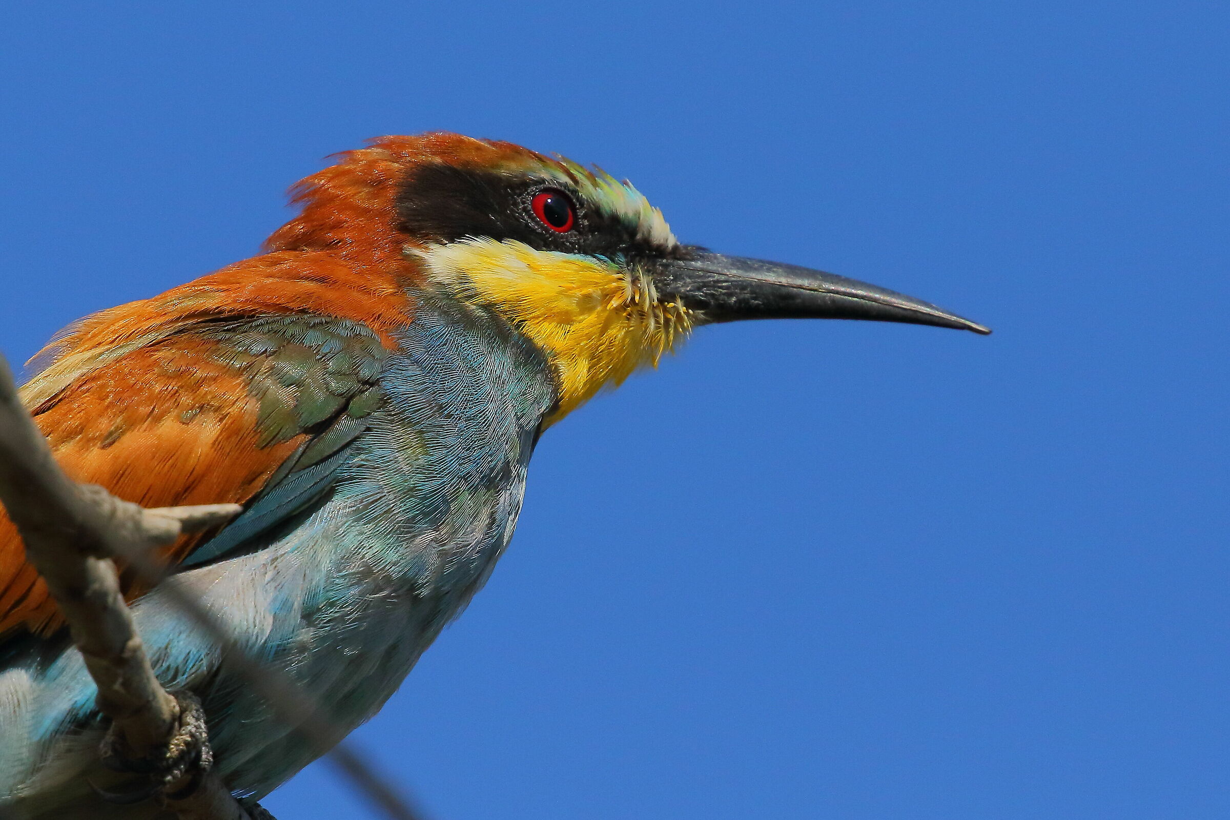 La tavolozza dei colori del merope